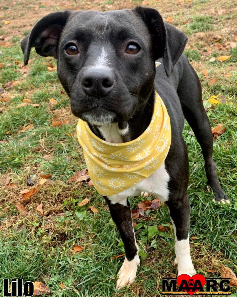 Lilo, a Adoptable Pit Bull Terrier in Maryville, TN image 6/6