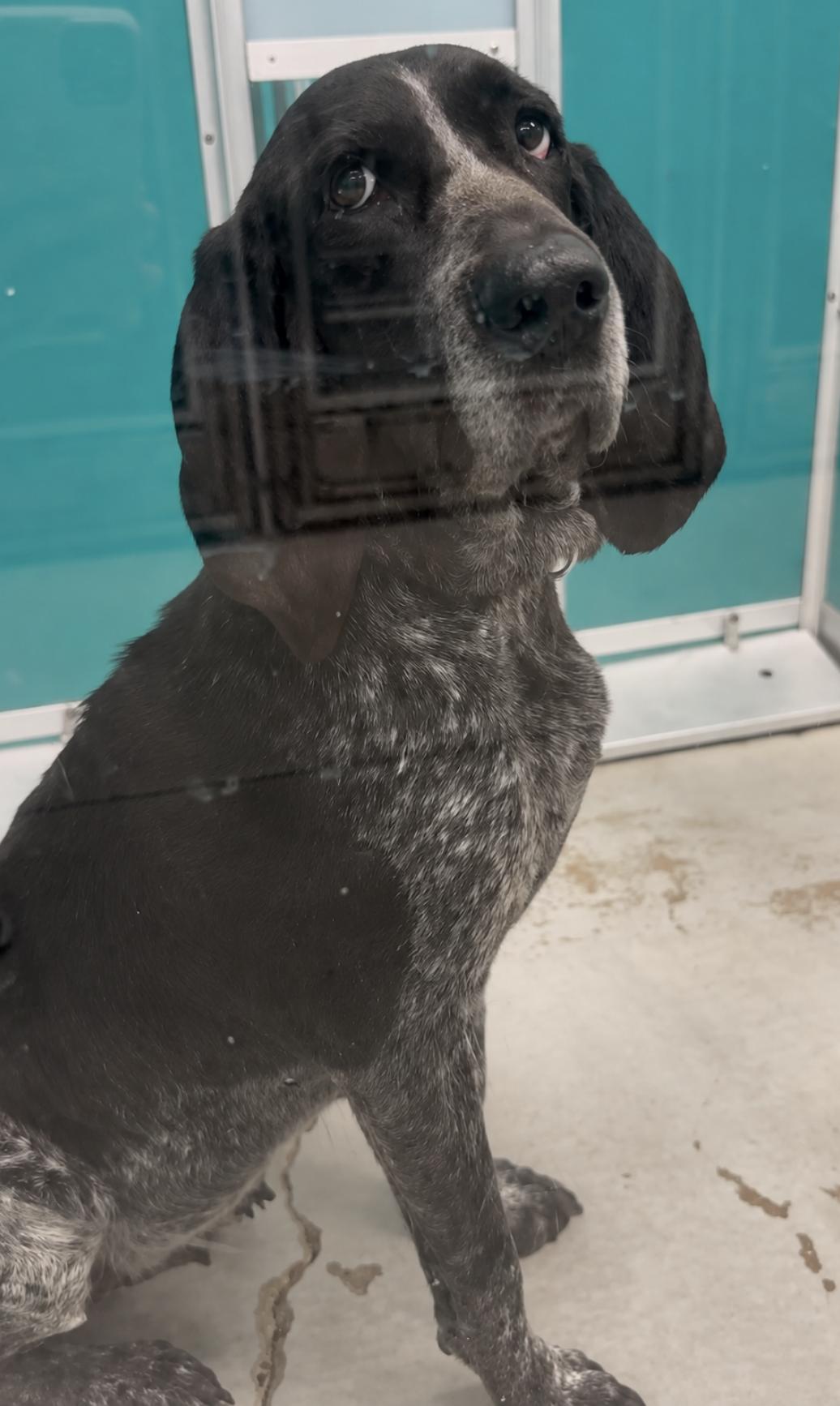 Enlarge Kelly Clarkson, a Adopted Bluetick Coonhound in TULSA, OK image 1/6