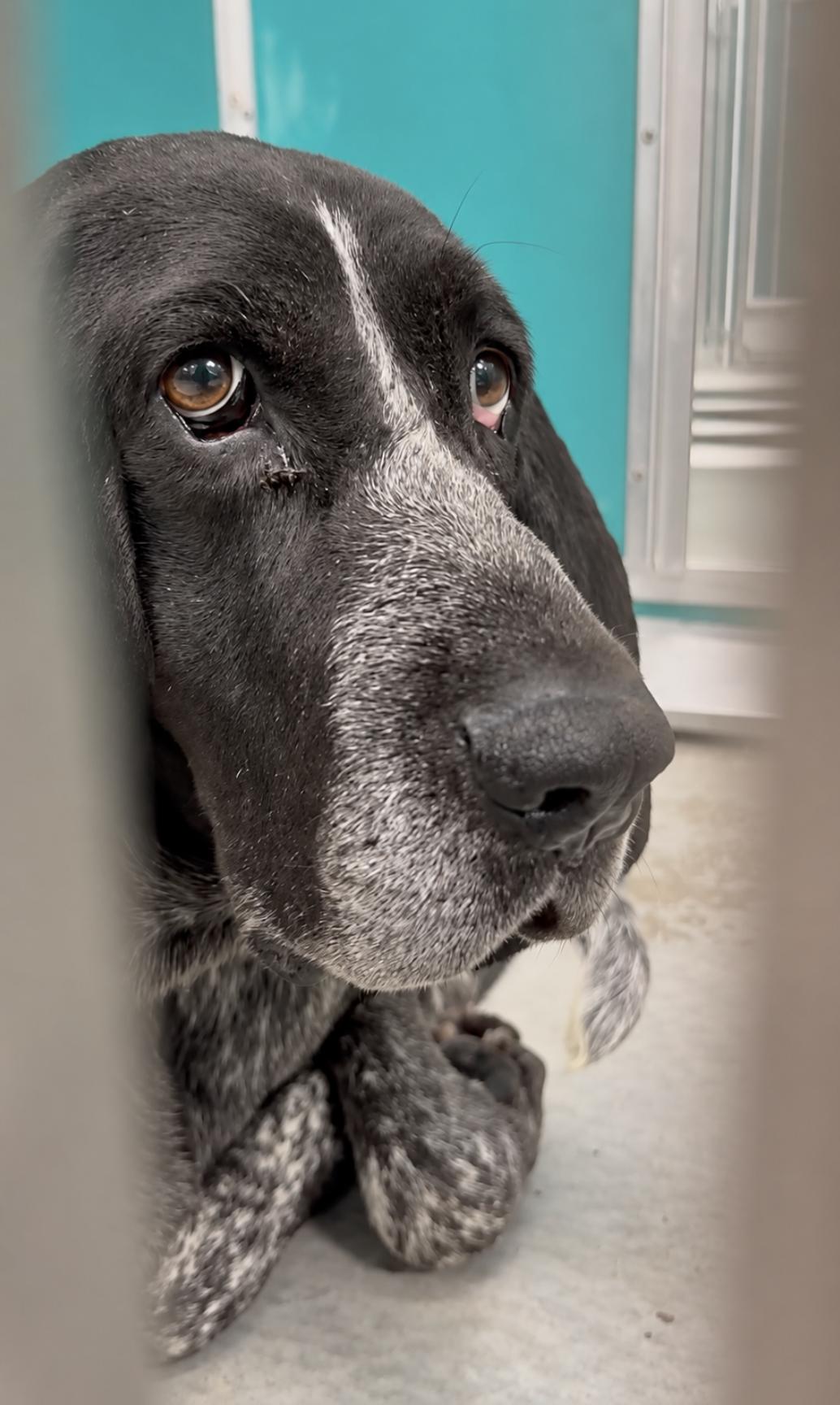 Enlarge Kelly Clarkson, a Adopted Bluetick Coonhound in TULSA, OK image 2/6