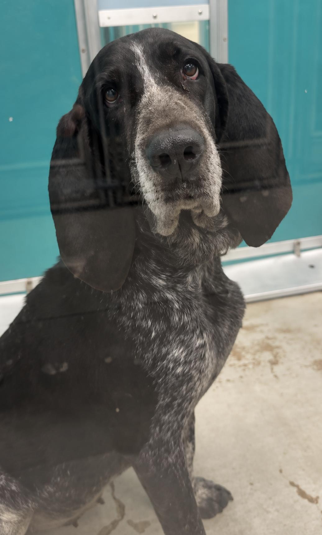Enlarge Kelly Clarkson, a Adopted Bluetick Coonhound in TULSA, OK image 3/6