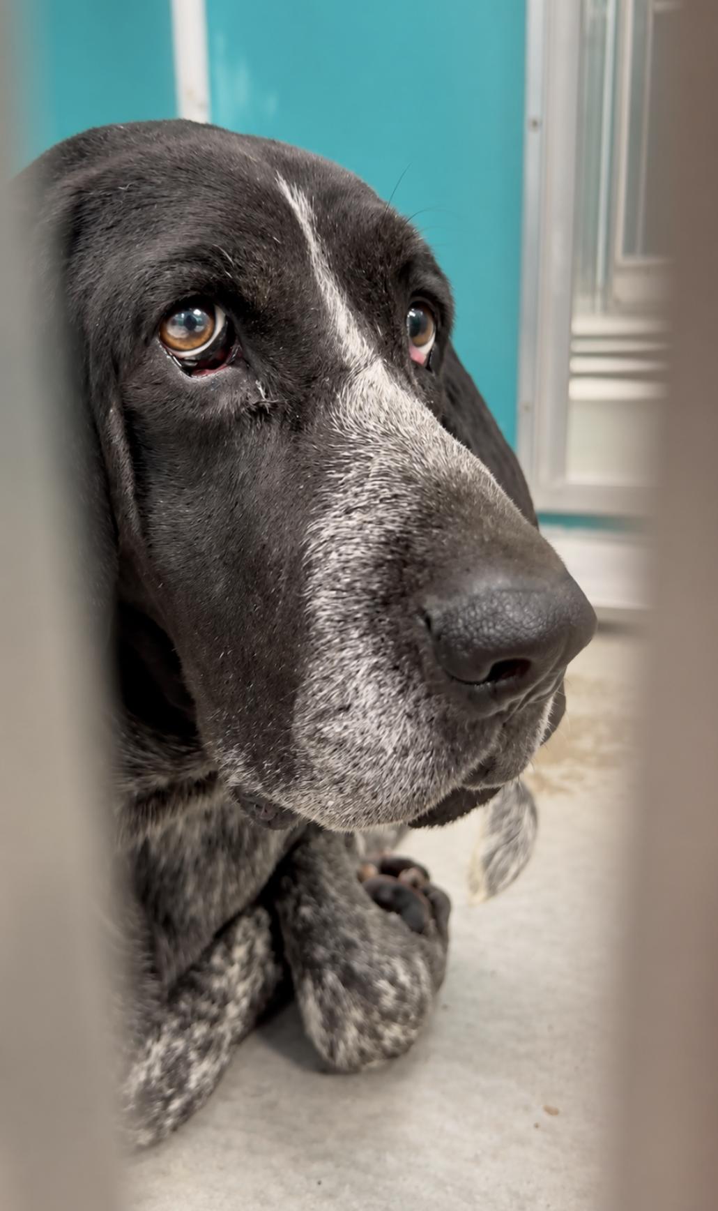 Enlarge Kelly Clarkson, a Adopted Bluetick Coonhound in TULSA, OK image 4/6