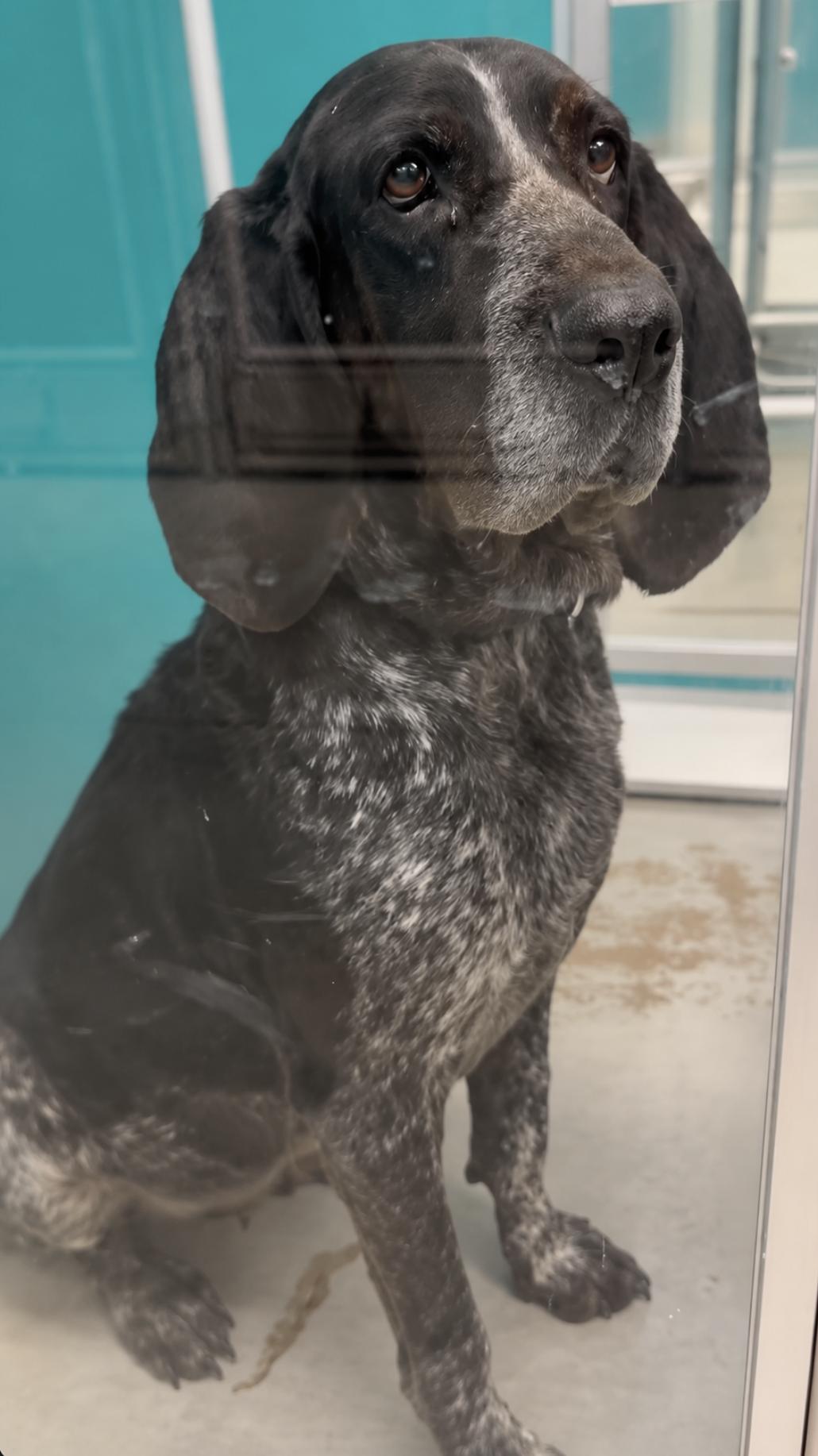 Enlarge Kelly Clarkson, a Adopted Bluetick Coonhound in TULSA, OK image 5/6