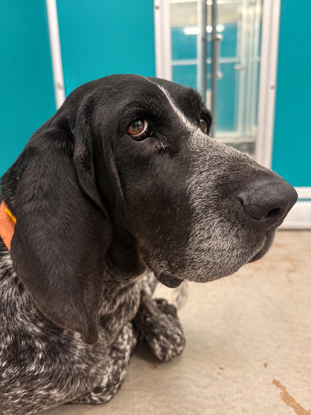 Enlarge Kelly Clarkson, a Adopted Bluetick Coonhound in TULSA, OK image 6/6