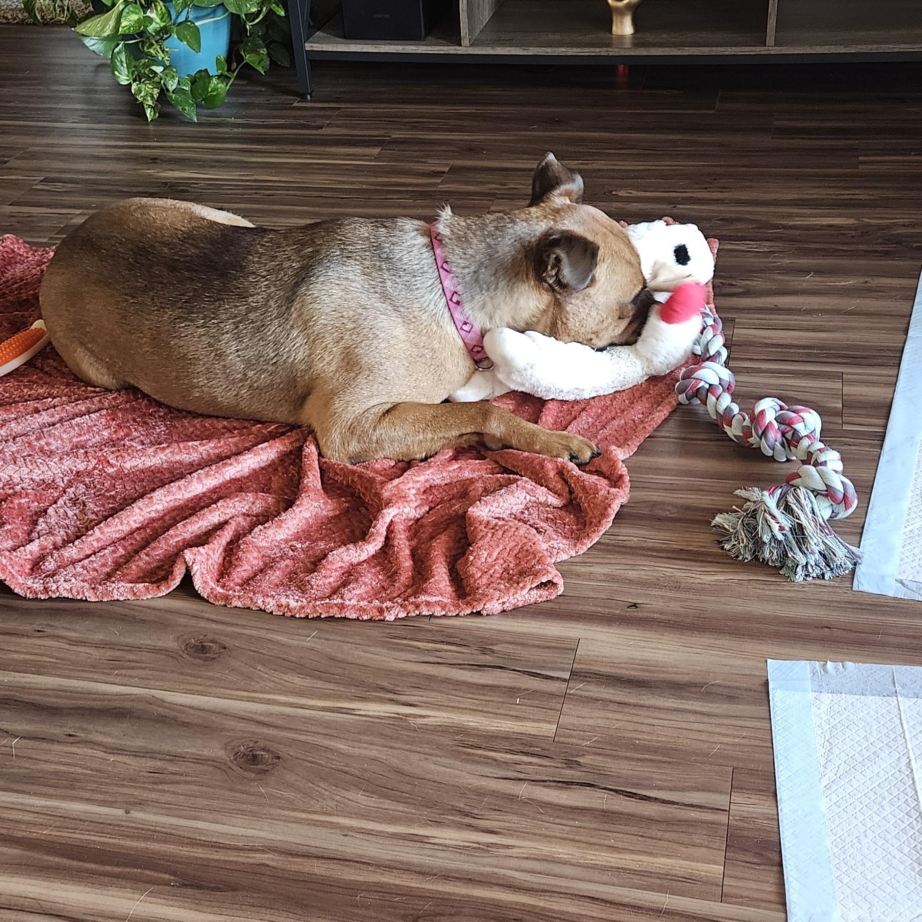 Enlarge **COURTESY POST** Harley, a Adoptable mixed breed in Mcloud, OK image 2/4