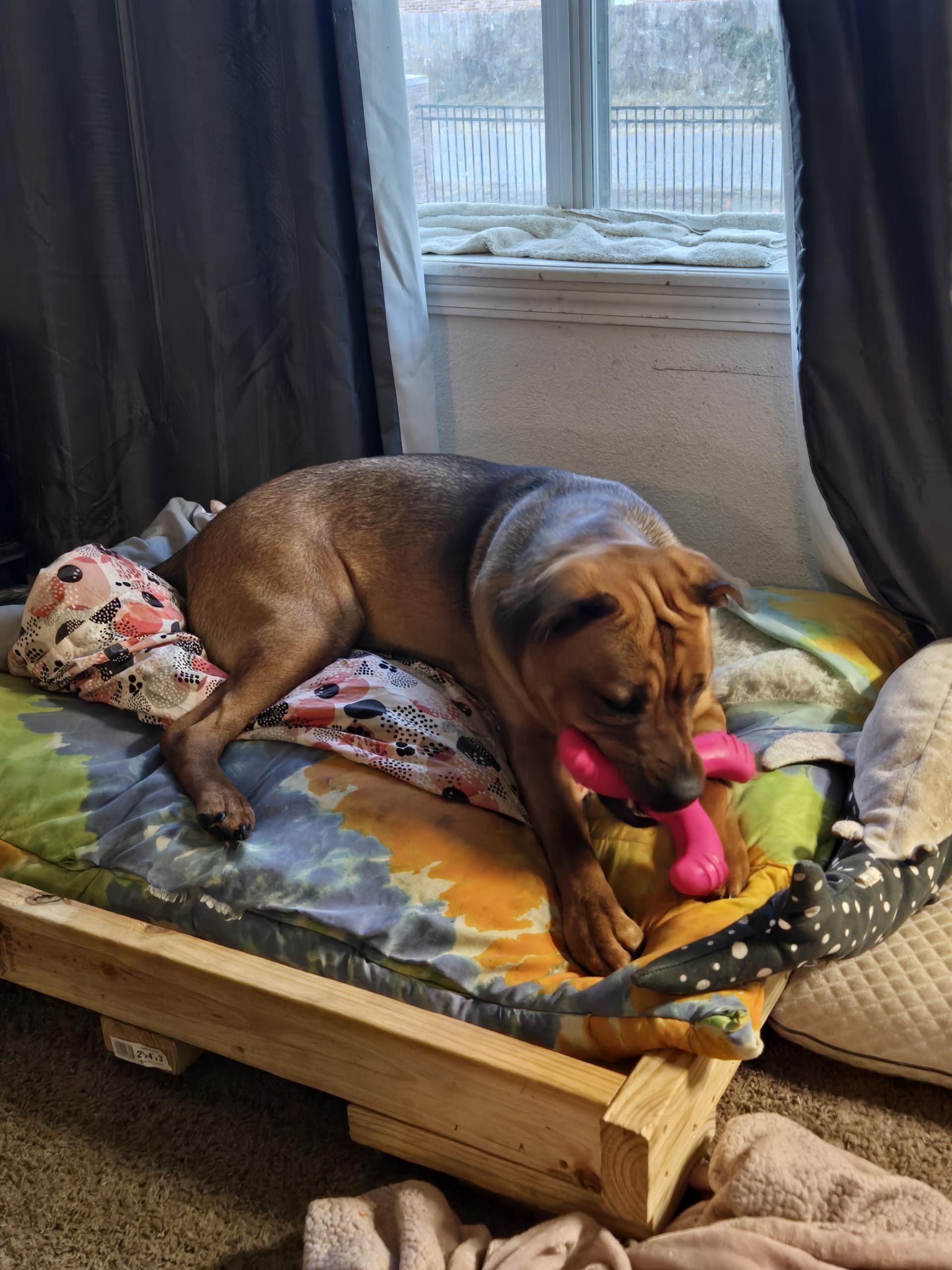 Enlarge **COURTESY POST** Harley, a Adoptable mixed breed in Mcloud, OK image 3/4