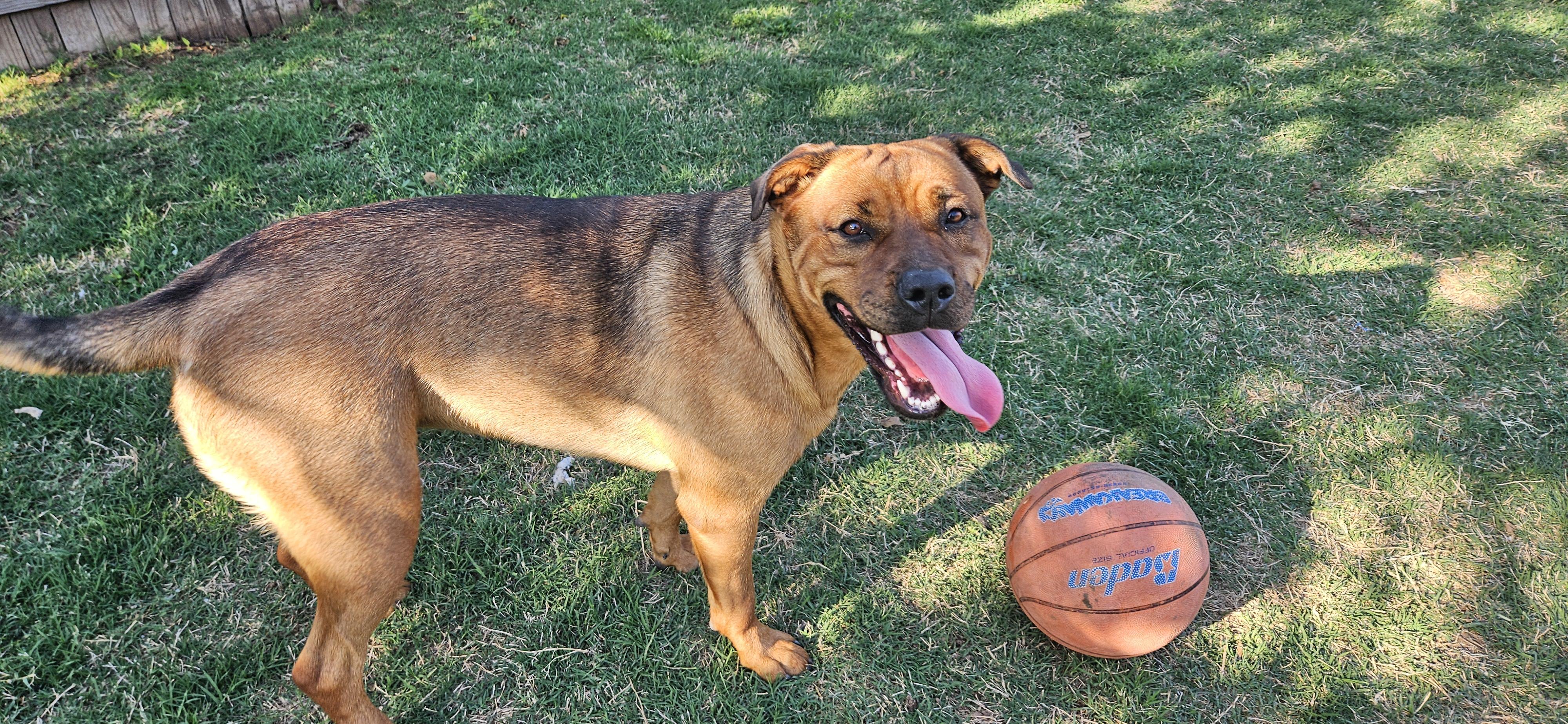 **COURTESY POST** Harley, Adoptable, Adult Female Husky & Rottweiler.