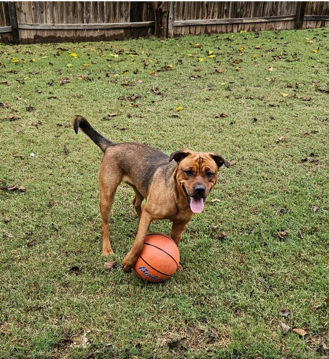 Enlarge **COURTESY POST** Harley, a Adoptable mixed breed in Mcloud, OK image 4/4