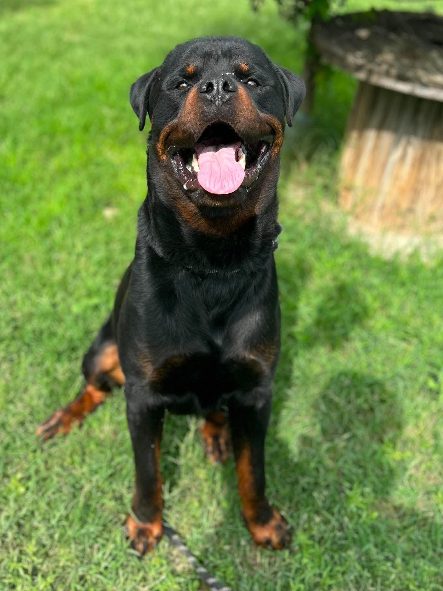 Titan, ADOPTABLE, Young Male Rottweiler.