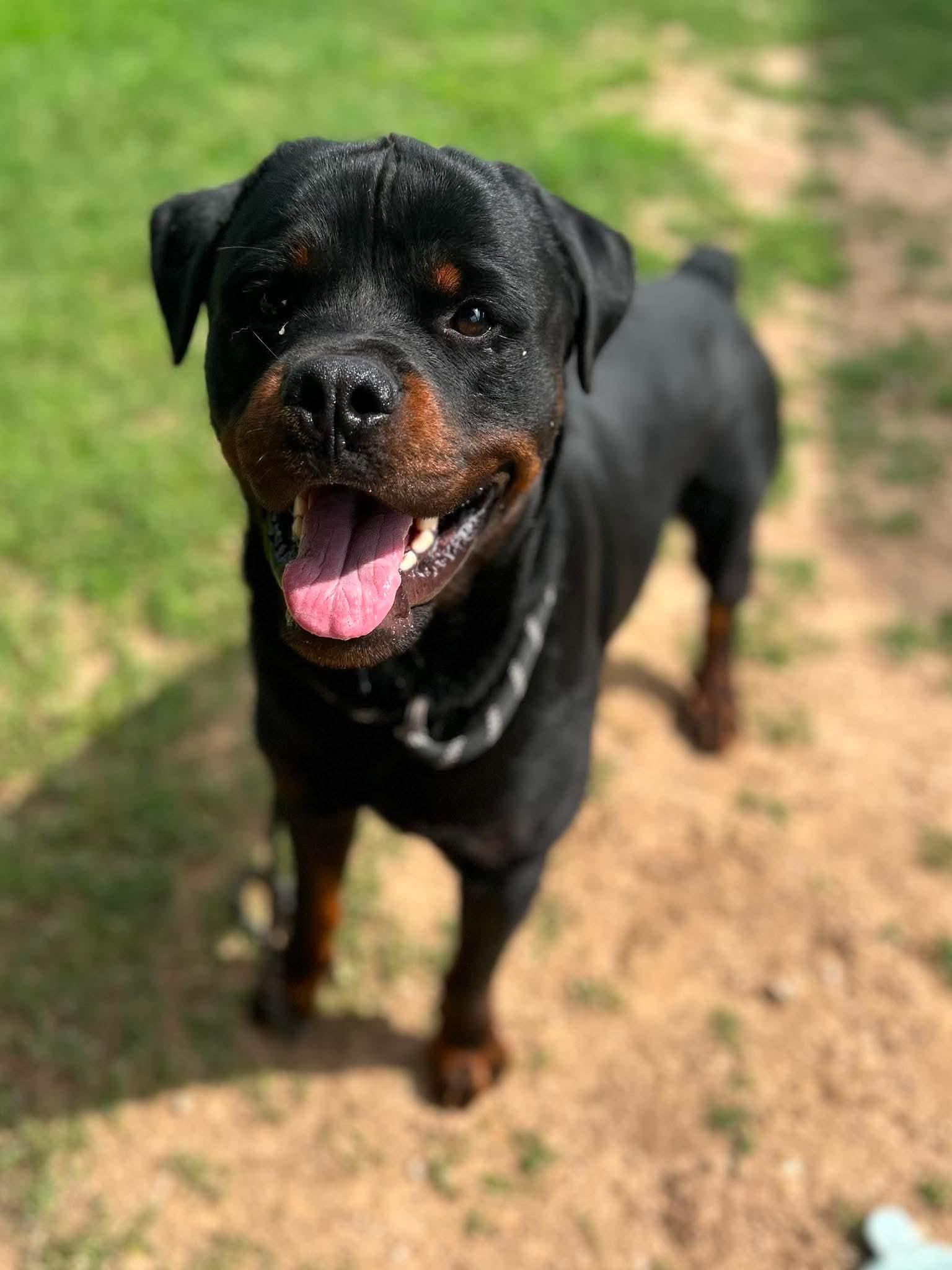 Enlarge Titan, a ADOPTABLE Rottweiler in Silver Spring, MD image 3/4
