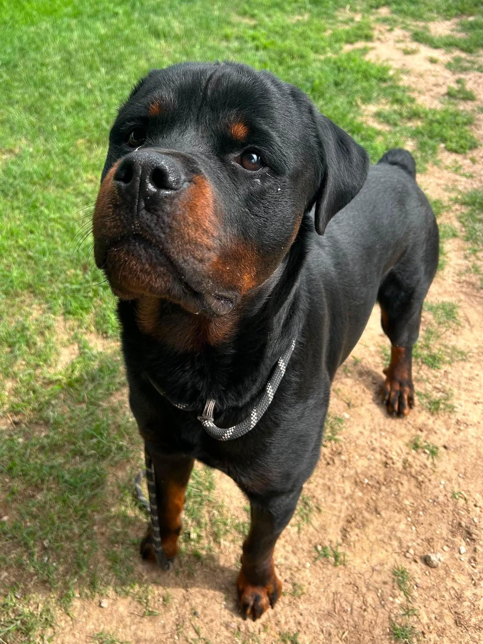 Enlarge Titan, a ADOPTABLE Rottweiler in Silver Spring, MD image 2/4