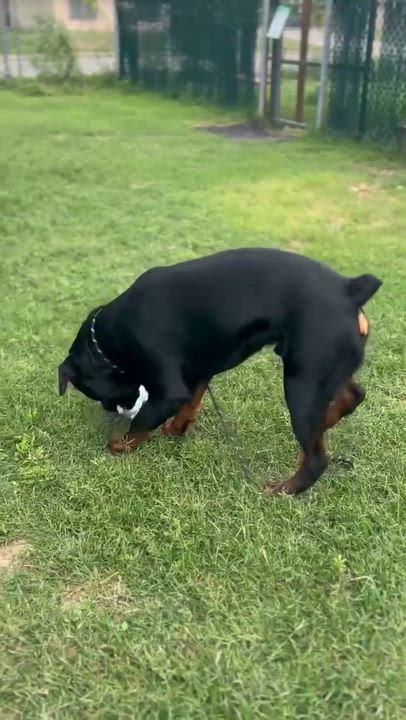 Enlarge Titan, a ADOPTABLE Rottweiler in Silver Spring, MD video 4/4