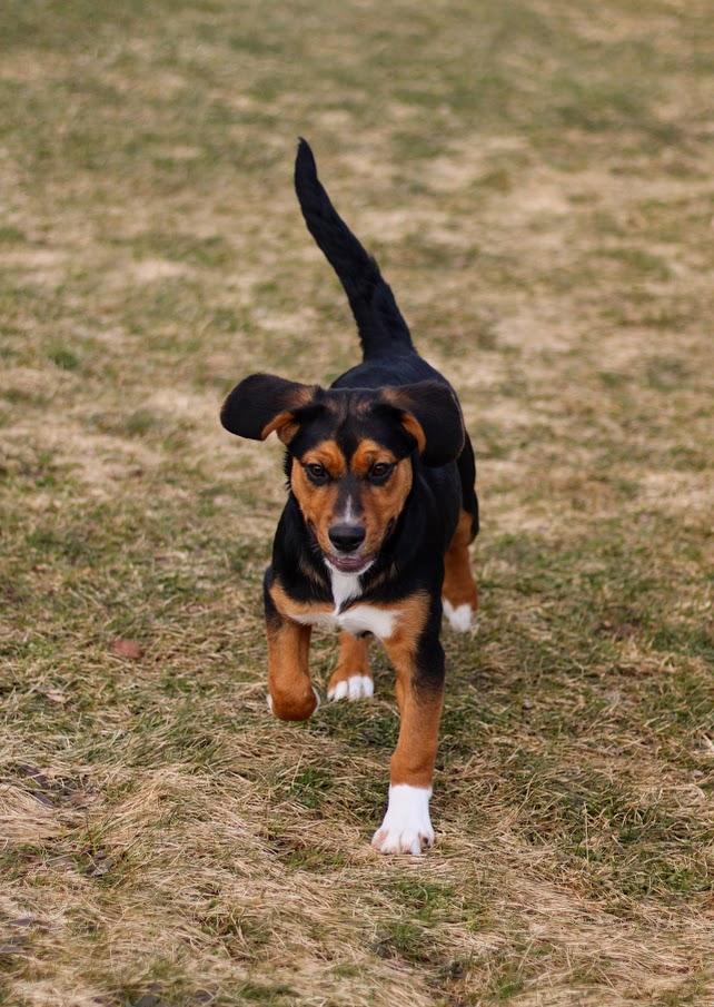 Reyna, an adopted mixed breed in Battle Creek, MI image 5/5