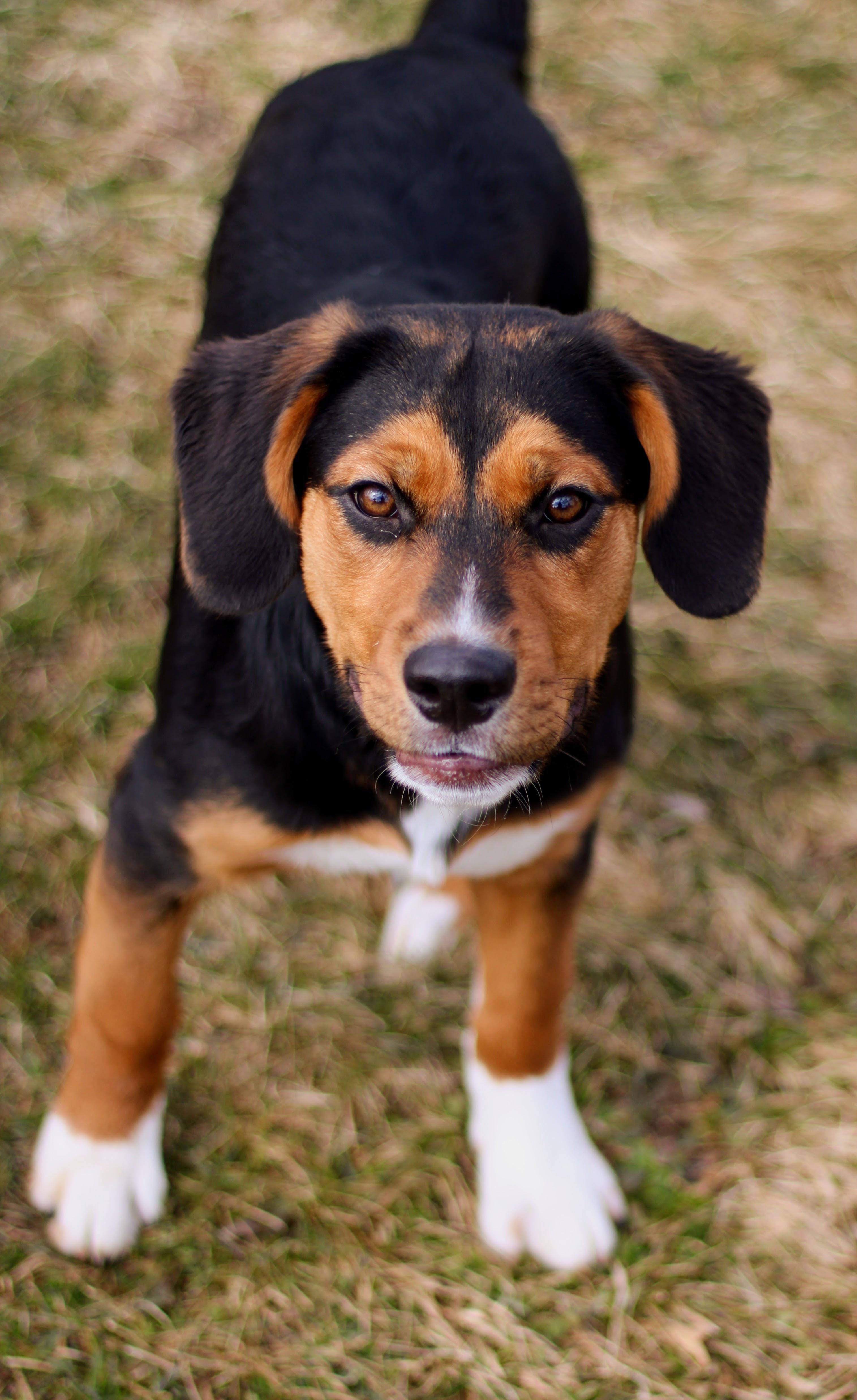 Reyna, an adopted mixed breed in Battle Creek, MI image 3/5
