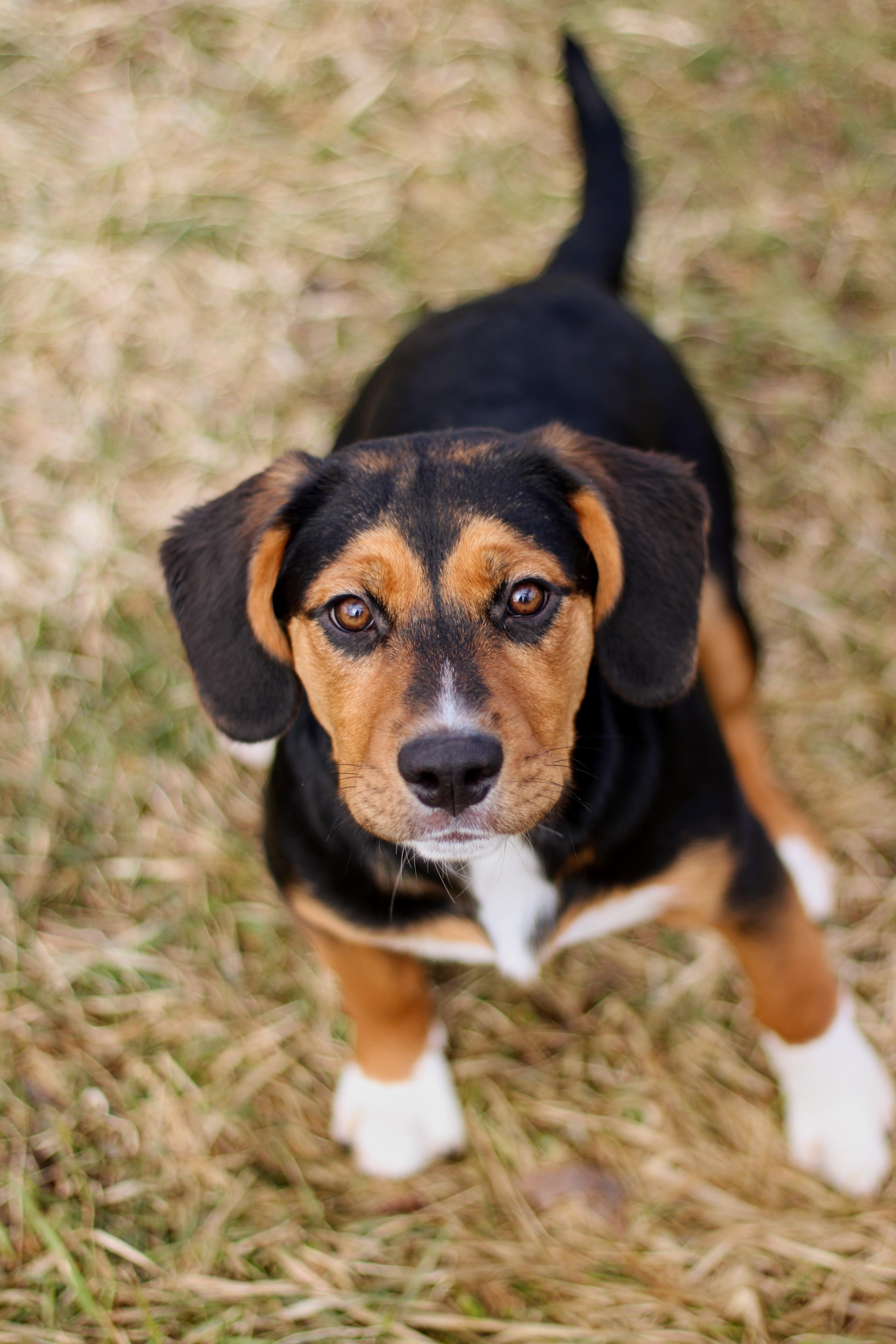 Reyna, an adopted mixed breed in Battle Creek, MI image 2/5
