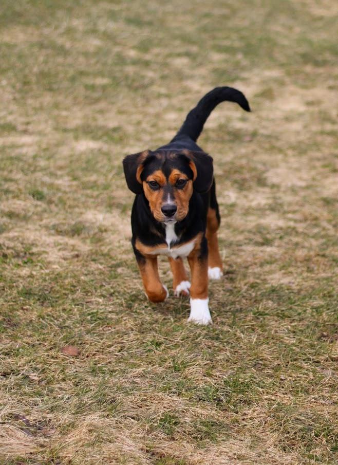 Reyna, an adopted mixed breed in Battle Creek, MI image 4/5