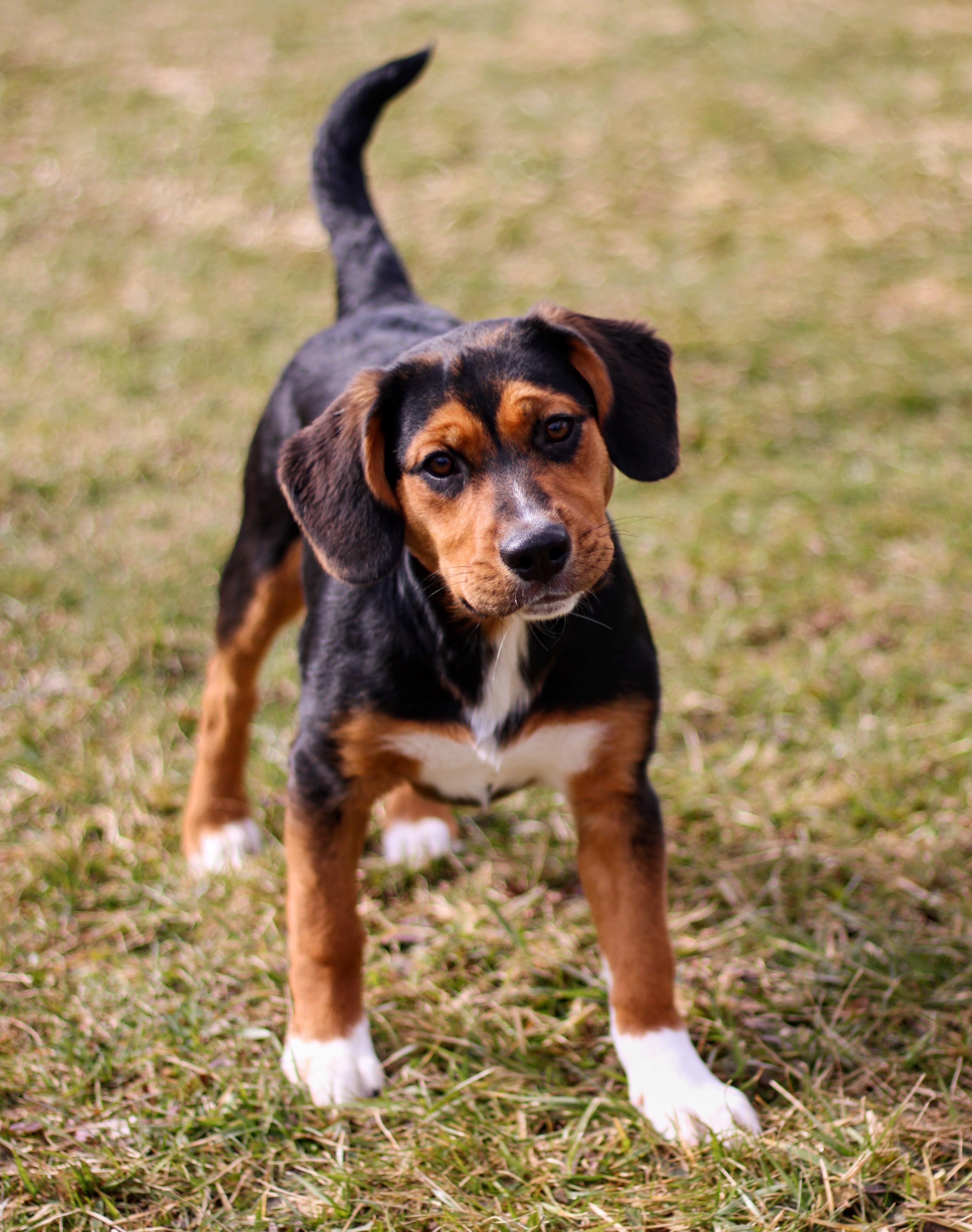 Reyna, adopted, Puppy Female Hound & Boxer.