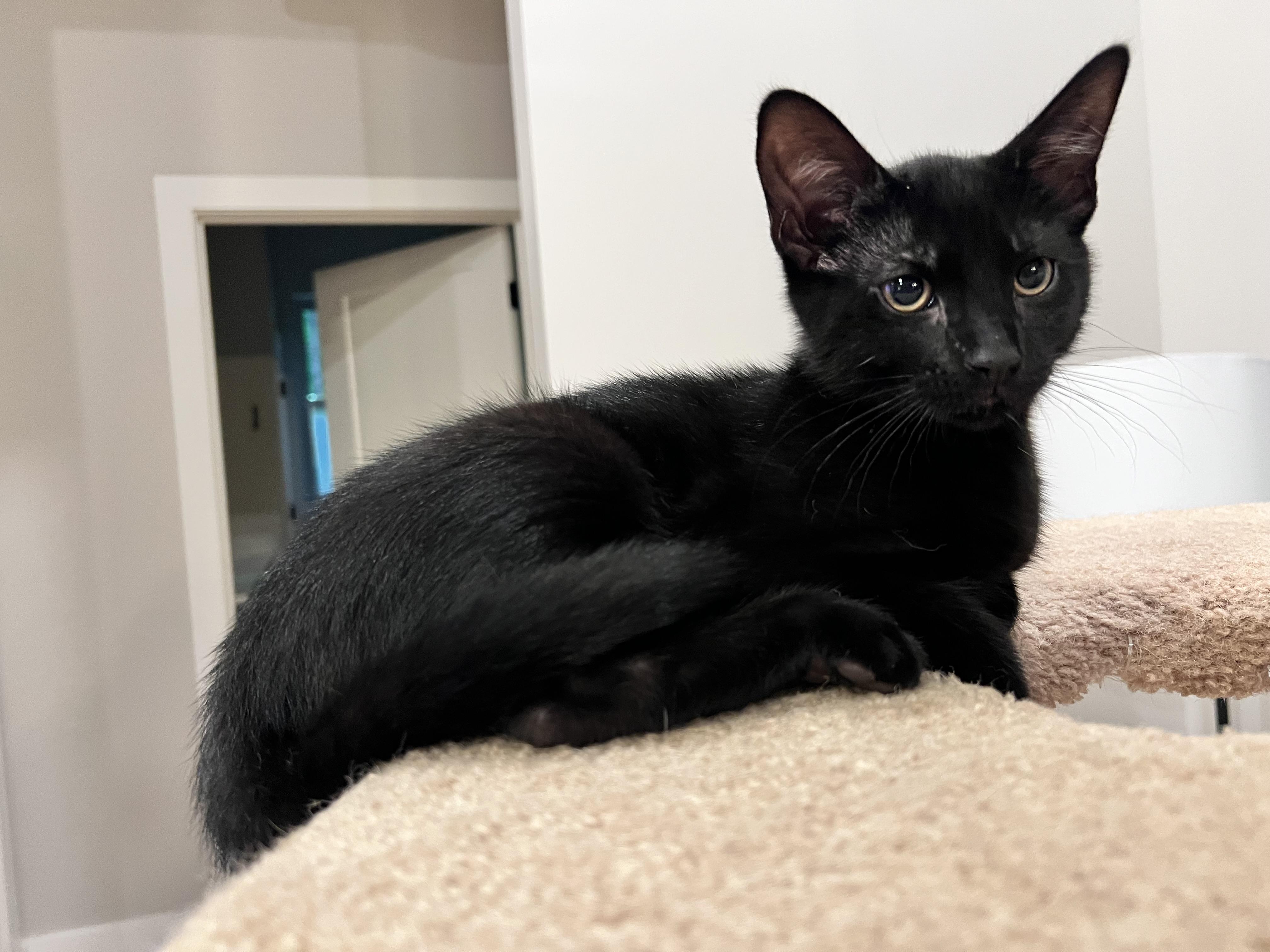 Atticus, an adopted mixed breed in Chattanooga, TN image 6/6