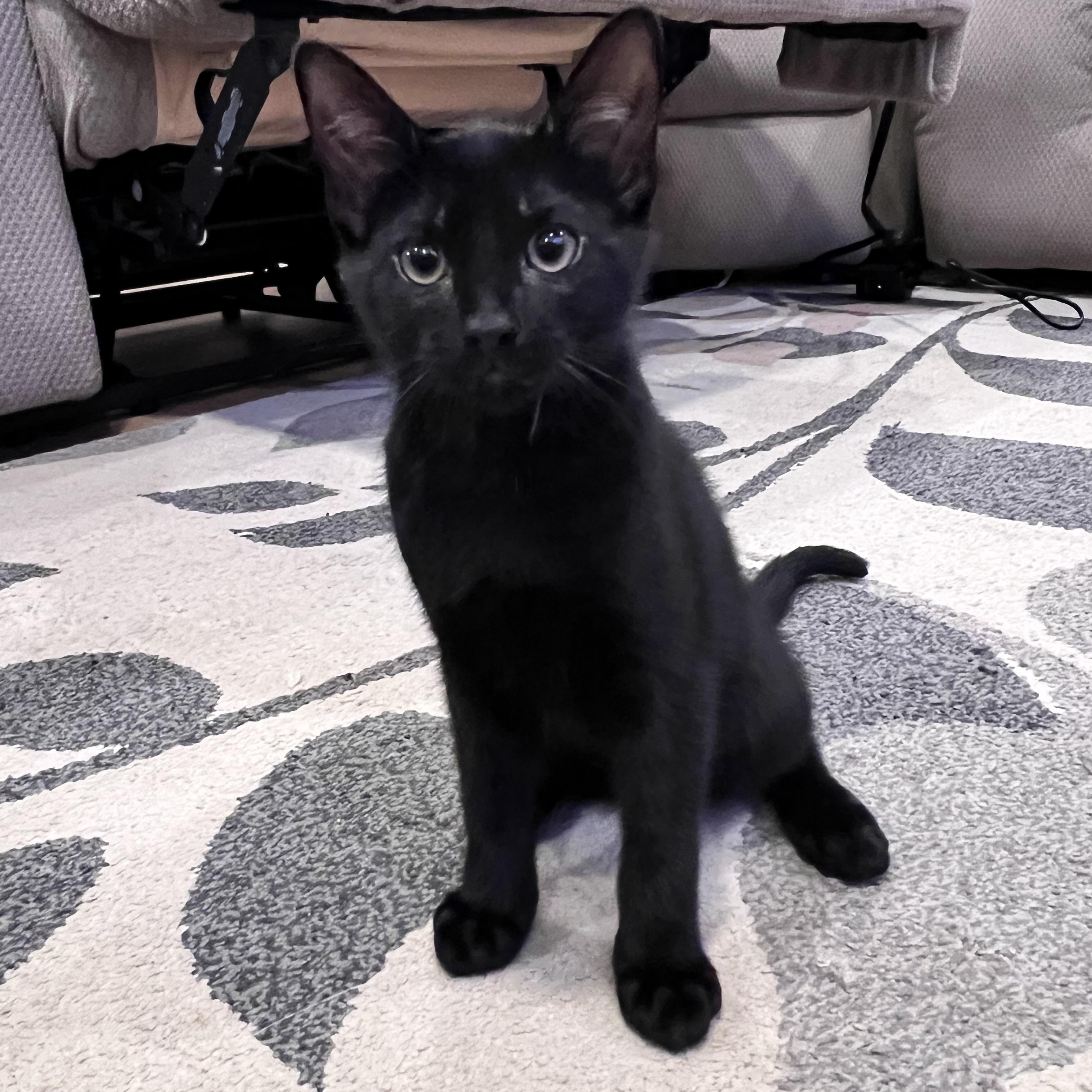Atticus, an adopted mixed breed in Chattanooga, TN image 4/6