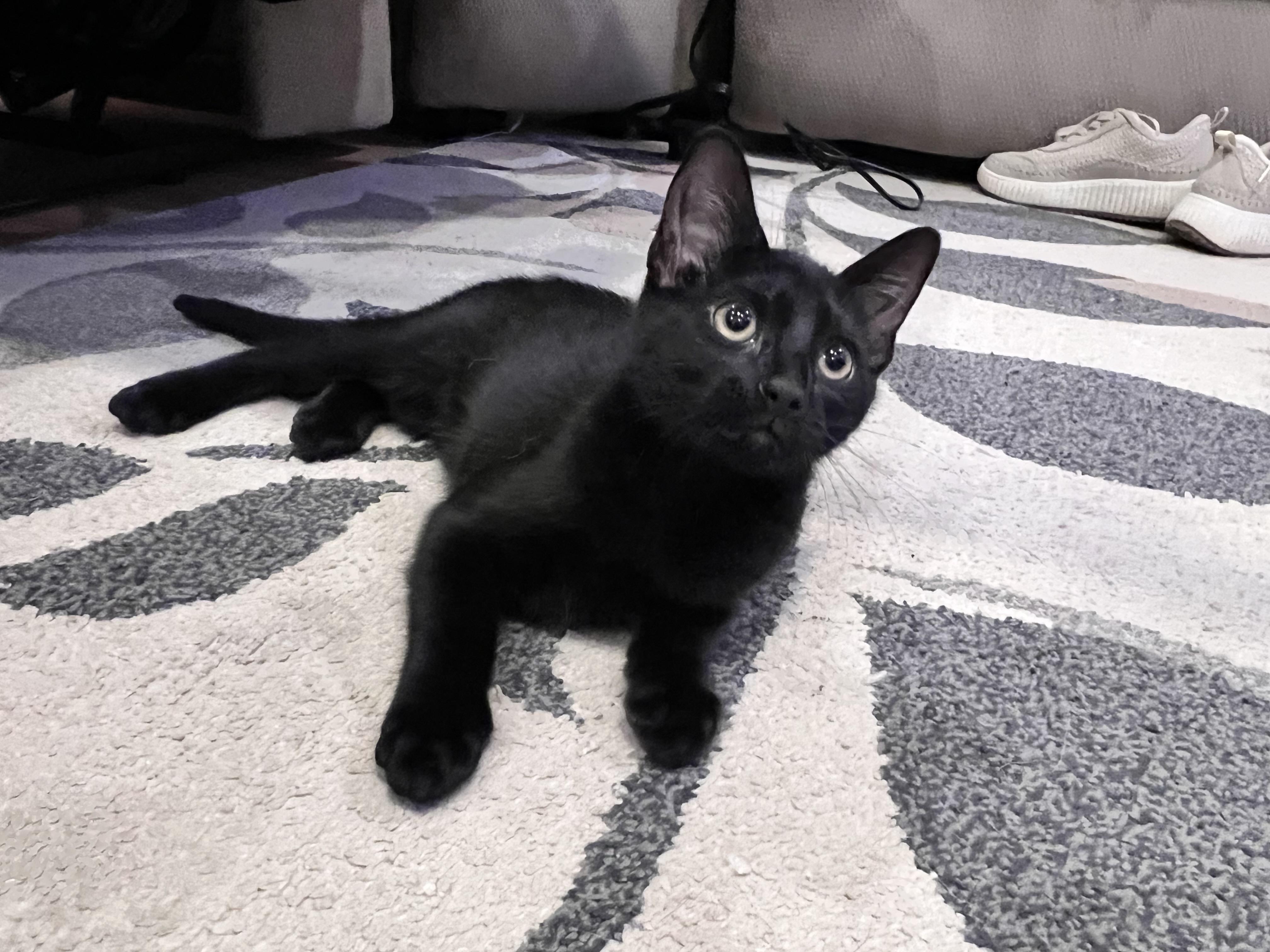Atticus, an adopted mixed breed in Chattanooga, TN image 3/6