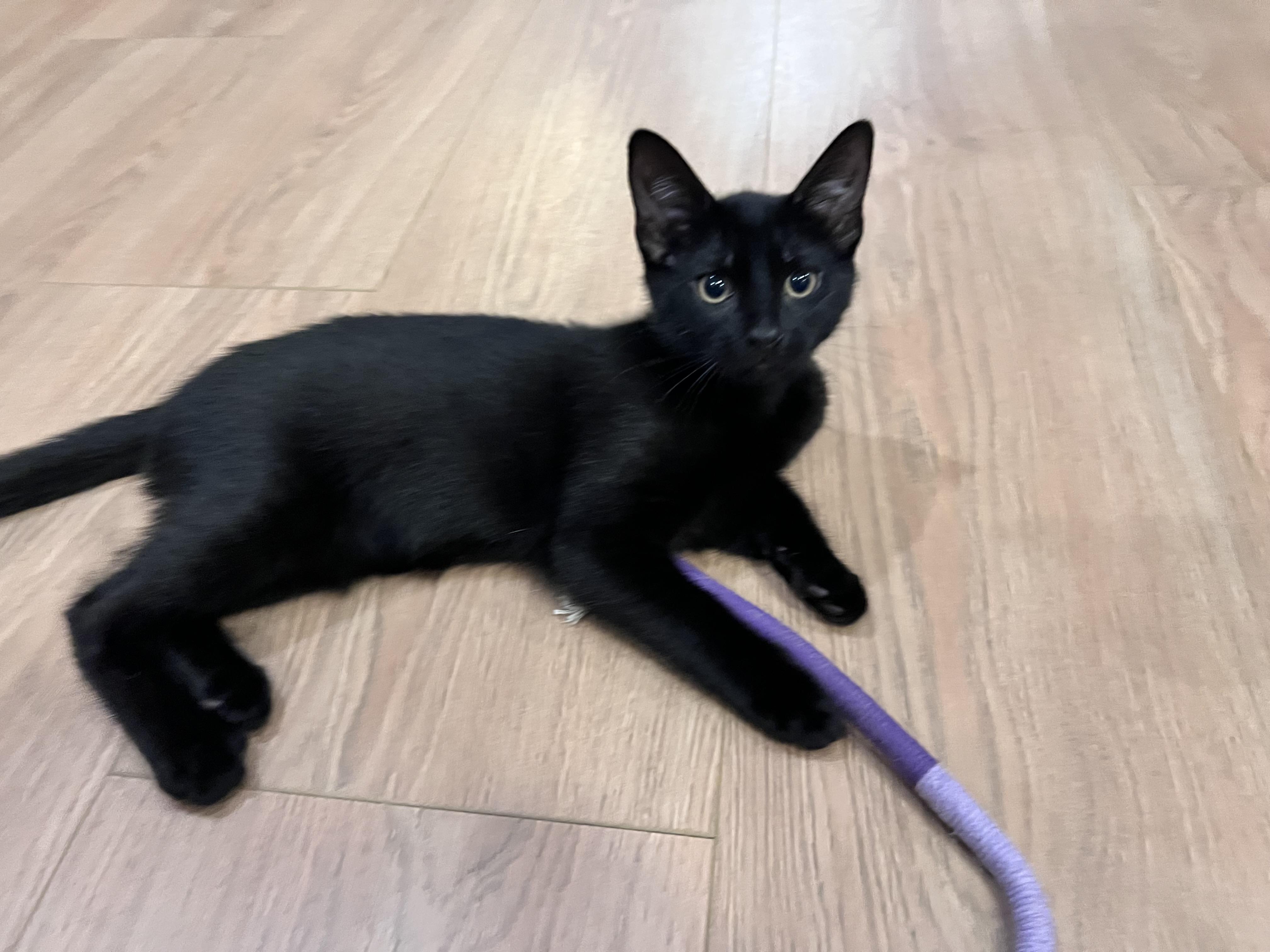 Atticus, an adopted mixed breed in Chattanooga, TN image 2/6