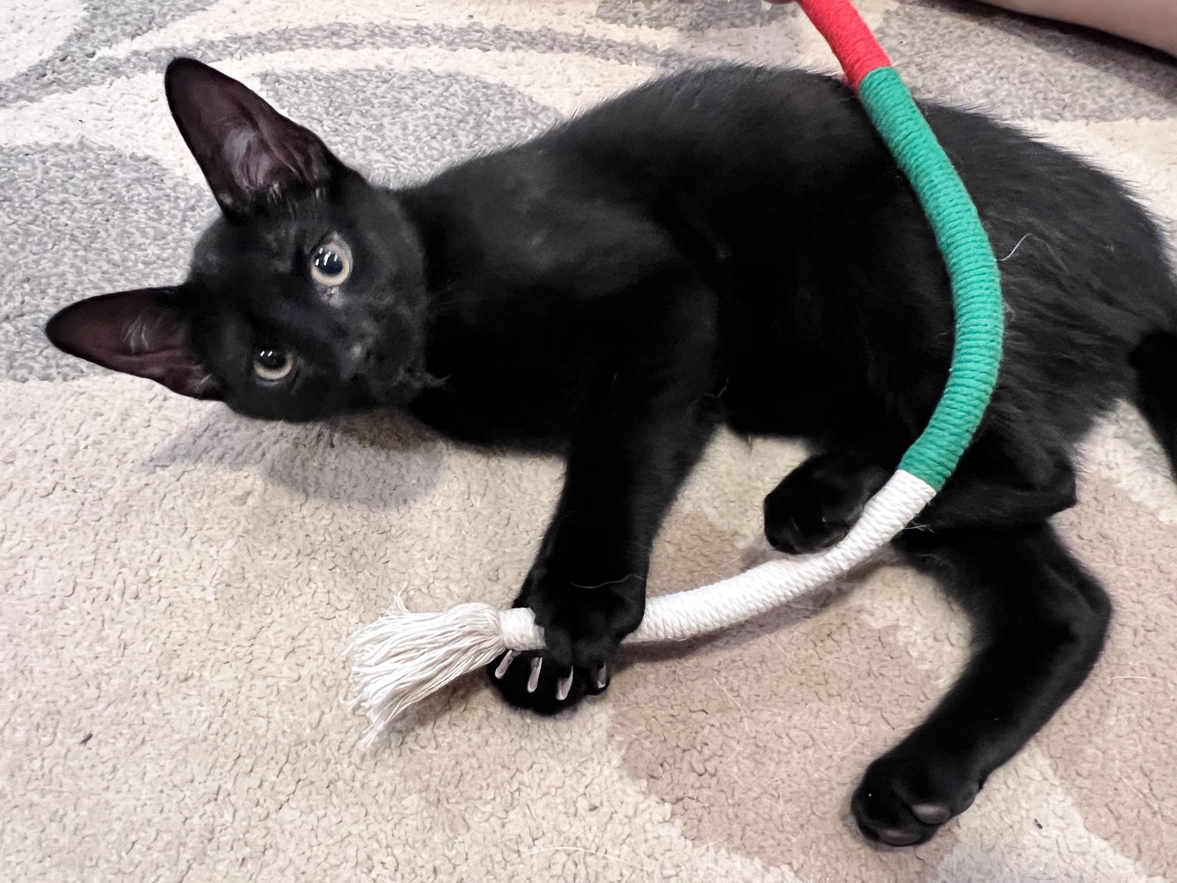 Atticus, an adopted mixed breed in Chattanooga, TN image 1/6