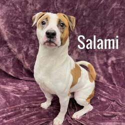 Salami, ADOPTABLE, Adult Male Mixed Breed.