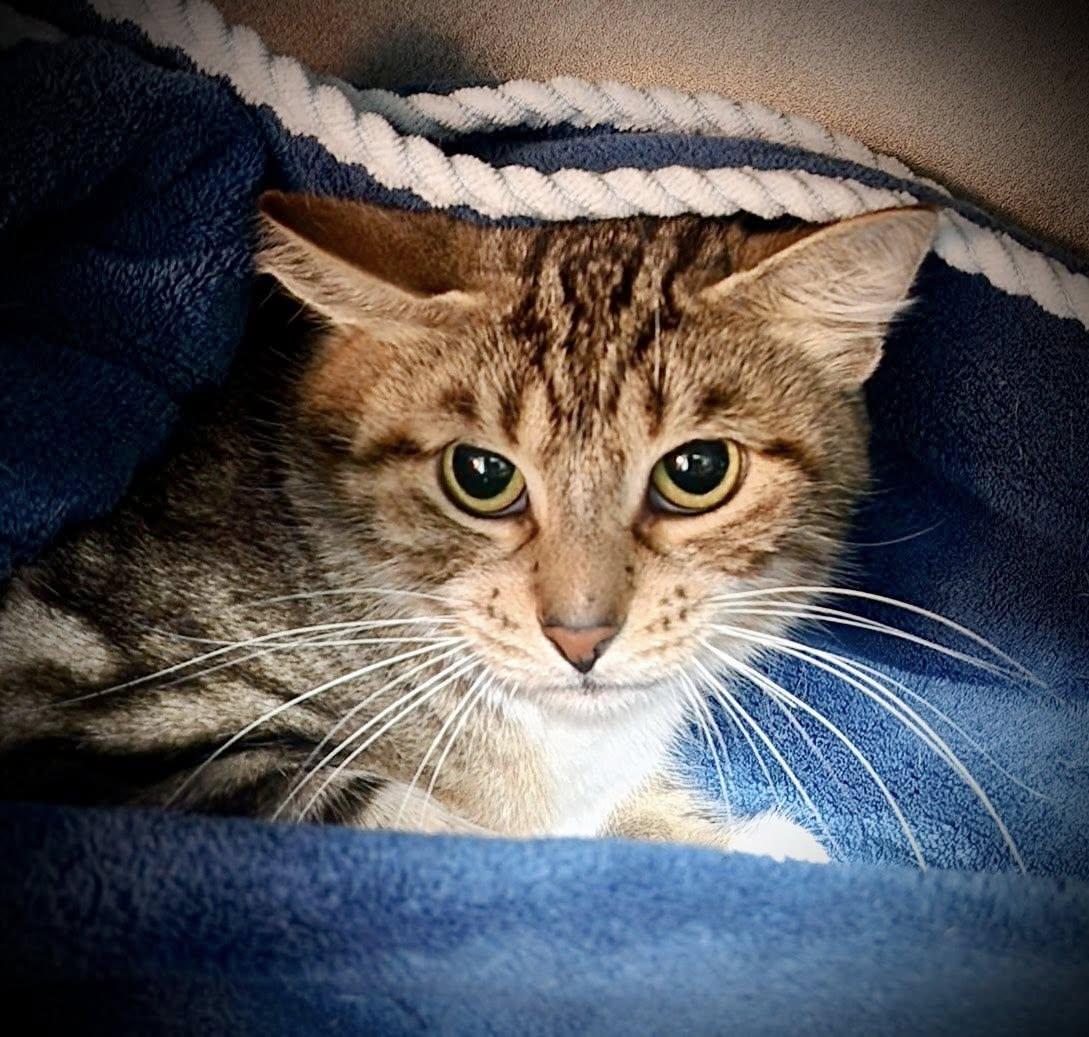 Enlarge Nugget, a Adoptable Domestic Short Hair in Pottsville, PA image 1/1