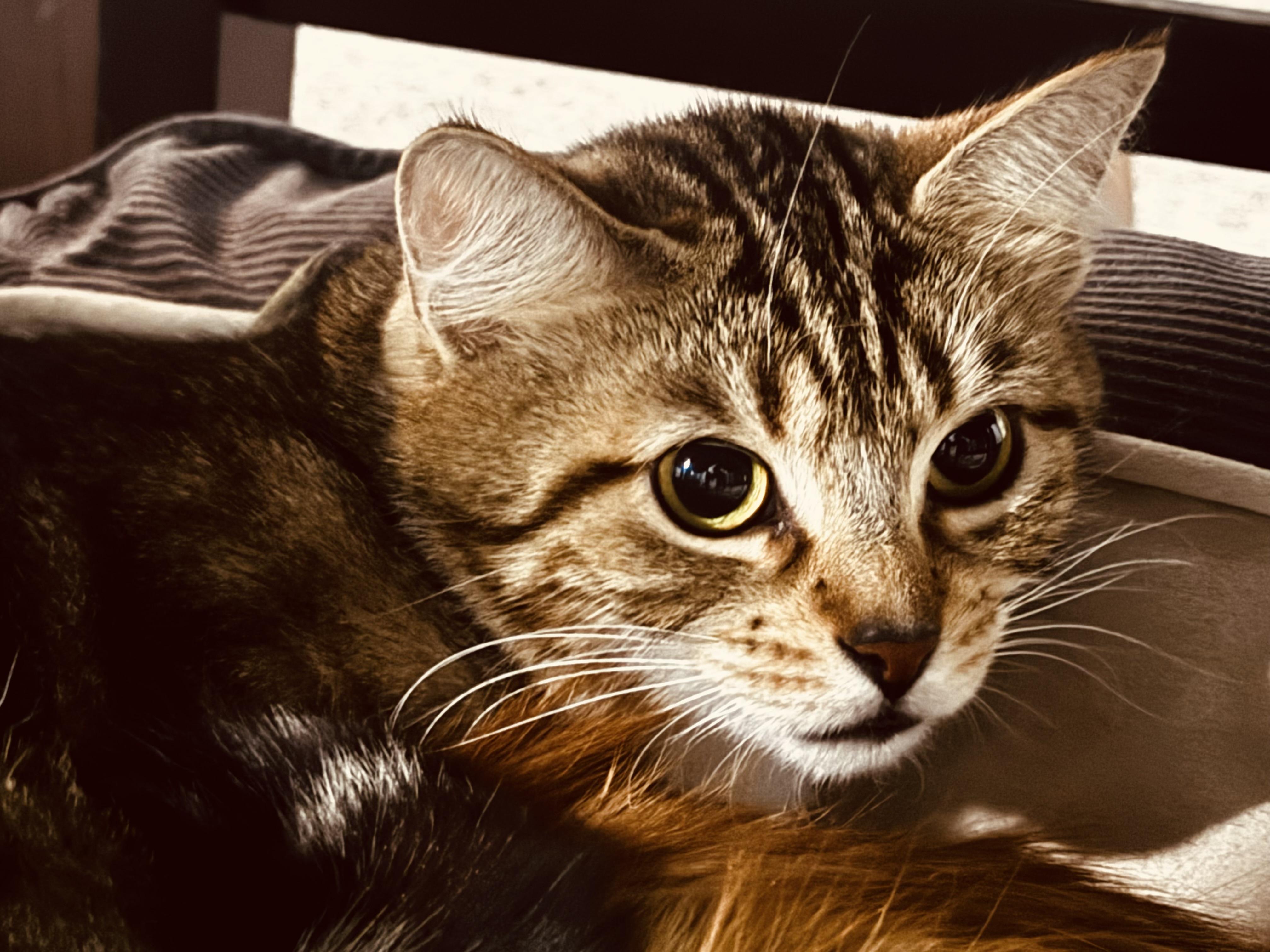 Enlarge Nugget, a Adoptable Domestic Short Hair in Pottsville, PA image 2/2