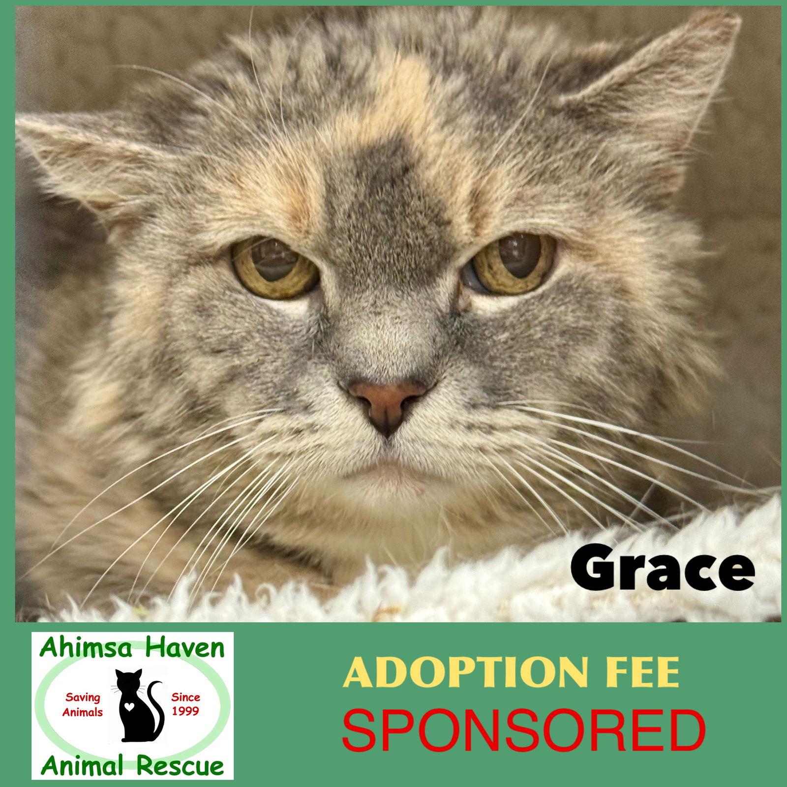 Grace, Adoptable, Adult Female Domestic Long Hair & Dilute Calico.