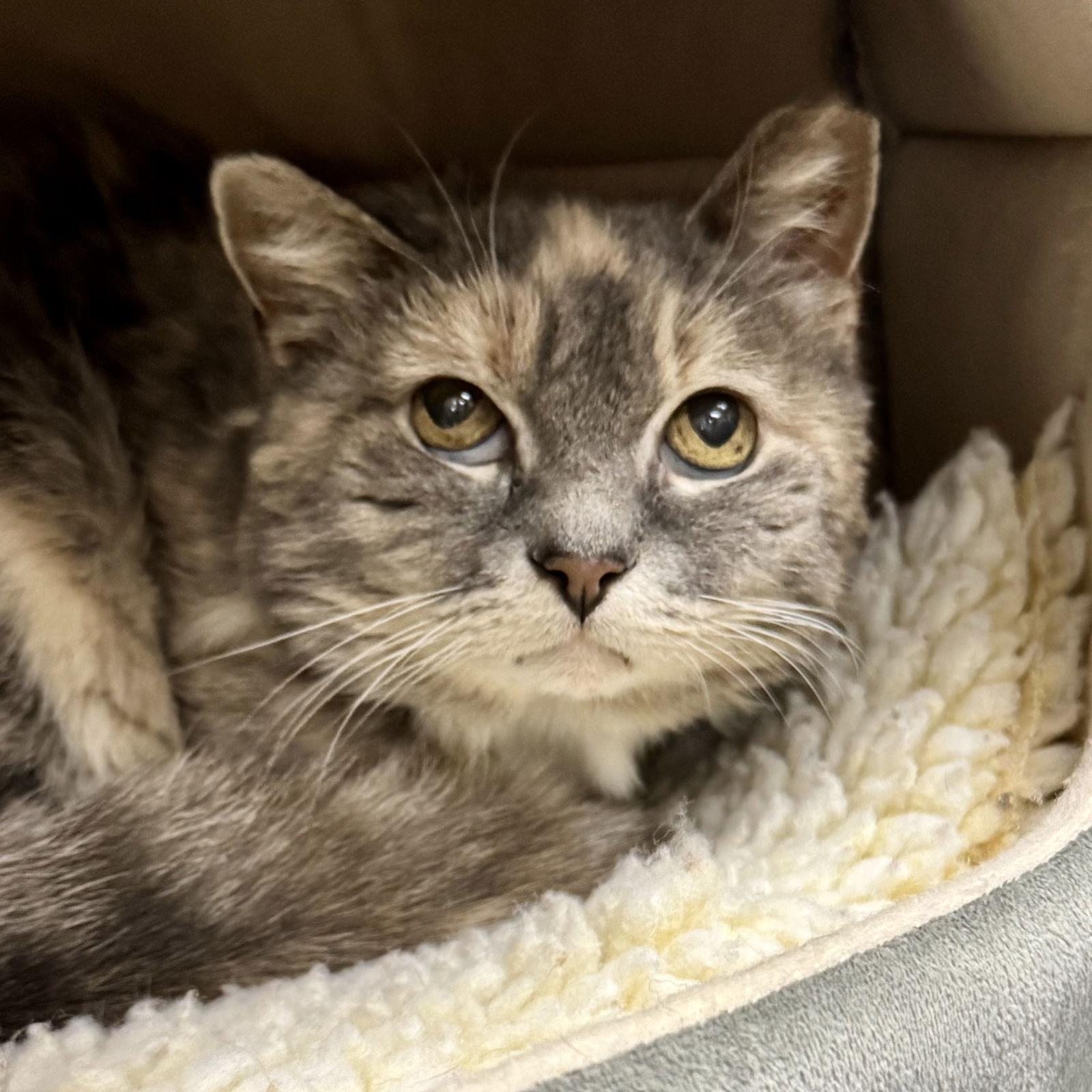 Grace, a Adoptable mixed breed in Winchendon, MA image 2/3