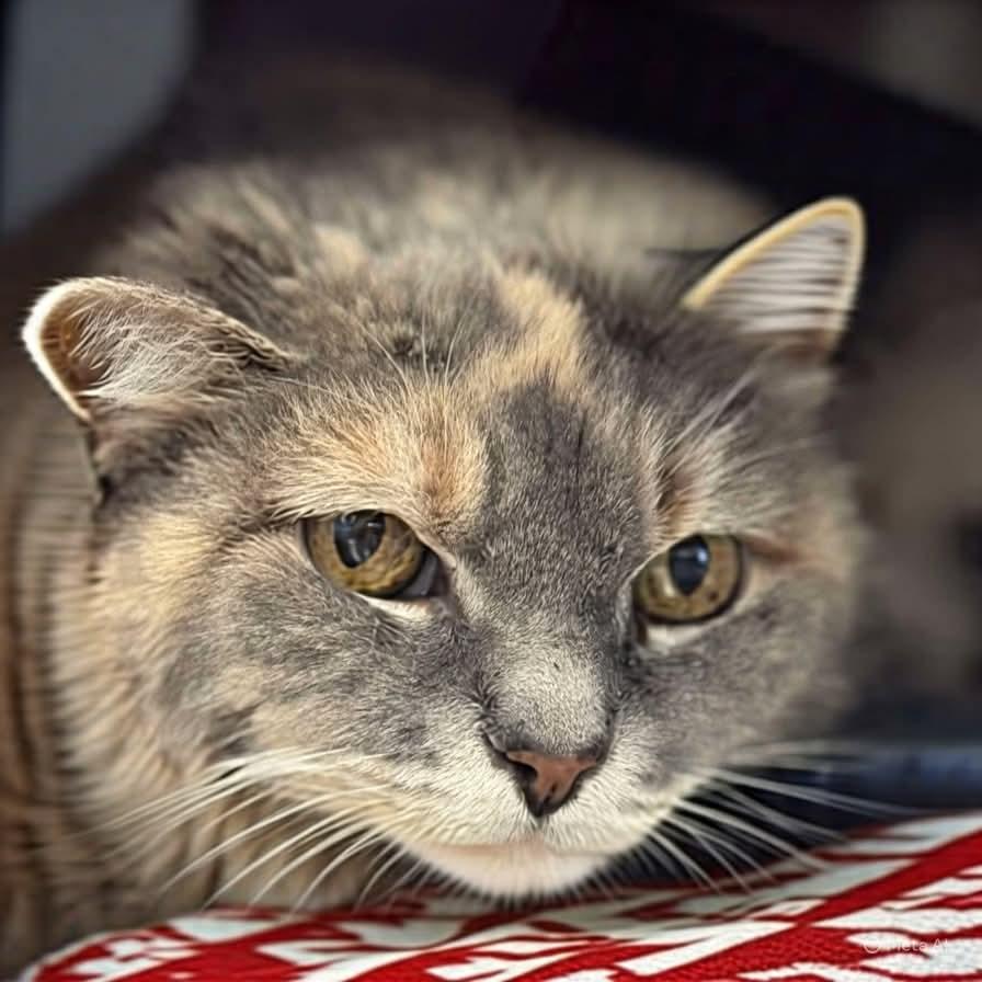 Grace, a Adoptable mixed breed in Winchendon, MA image 2/3