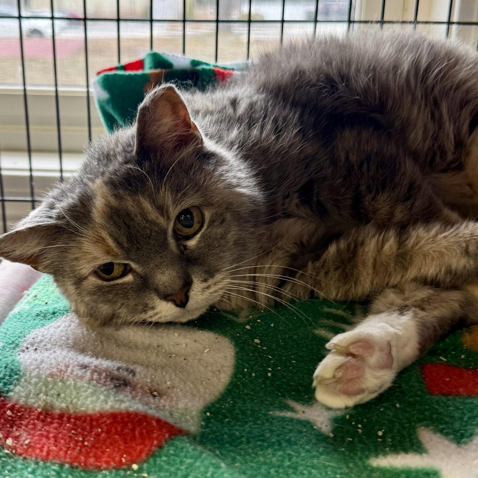 Enlarge Grace, a Adoptable mixed breed in Winchendon, MA image 3/3