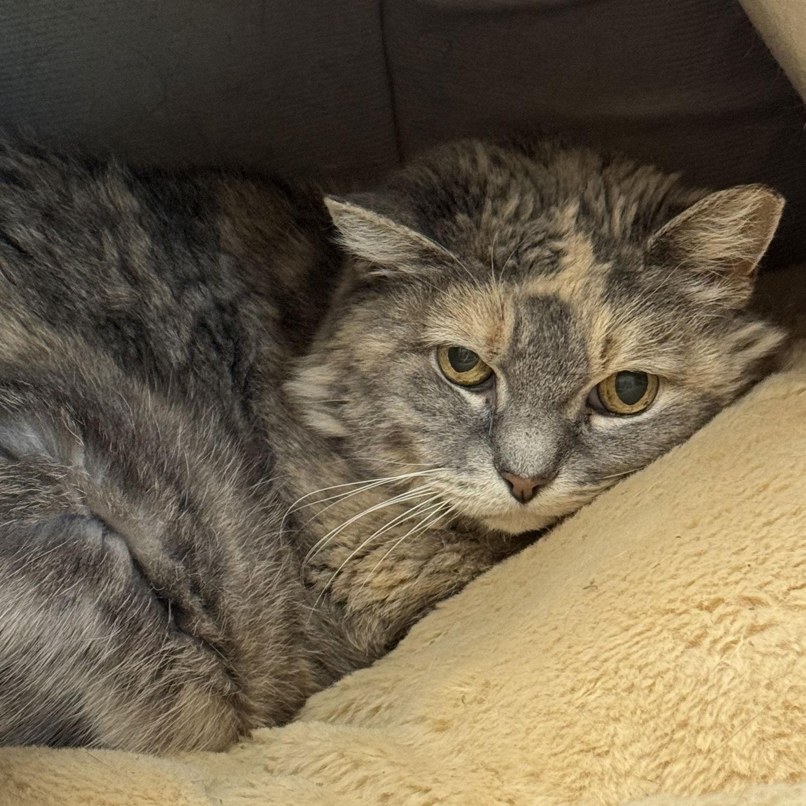 Grace, a Adoptable mixed breed in Winchendon, MA image 3/3