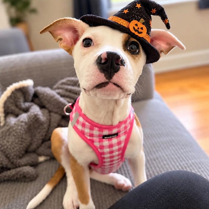 Enlarge Pixie Dust, a Adoptable mixed breed in Philadelphia, PA image 1/2
