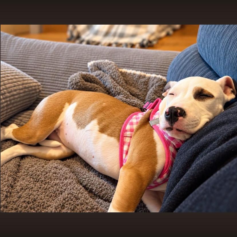 Enlarge Pixie Dust, a Adoptable mixed breed in Philadelphia, PA image 2/2