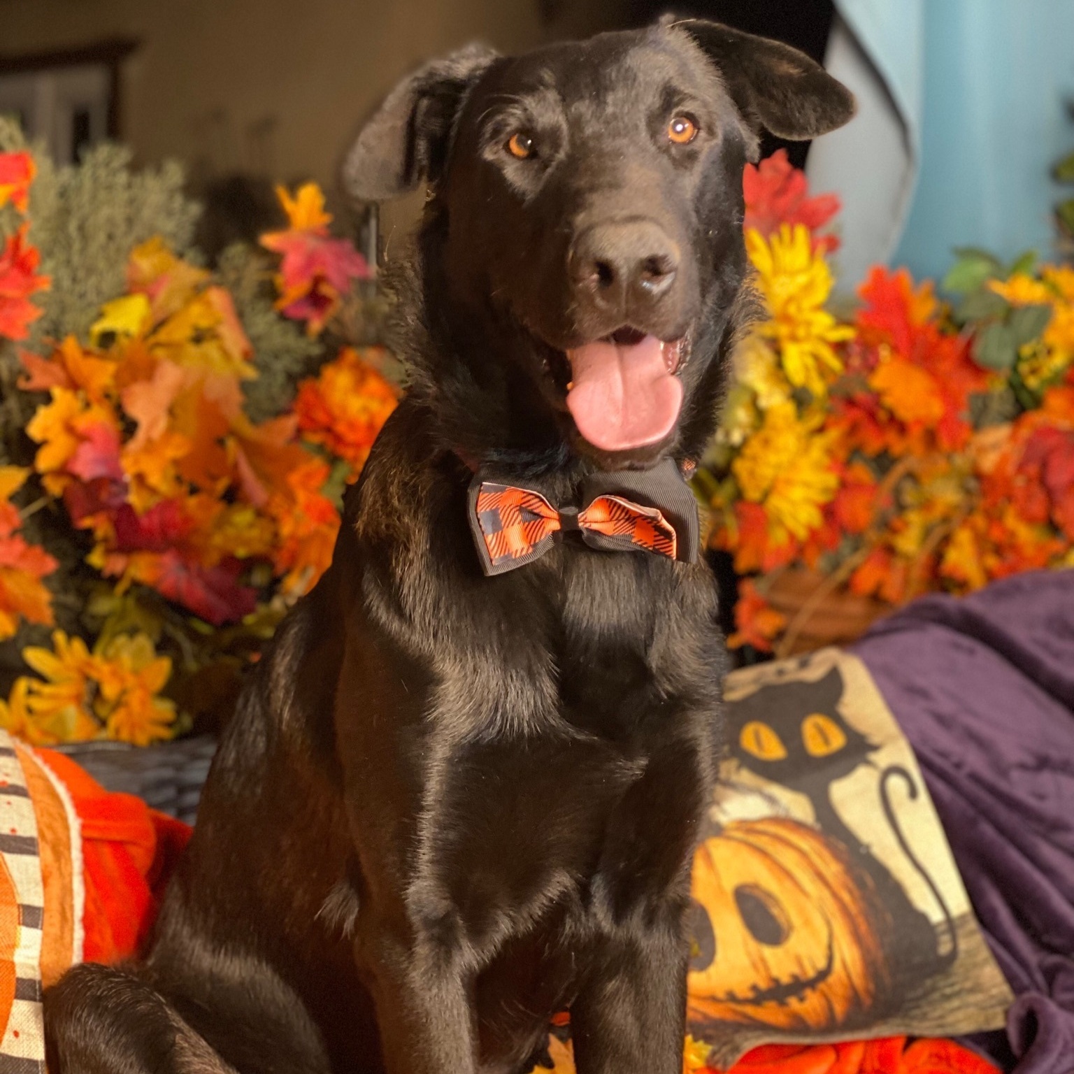 Awesome black Shepherd DALE