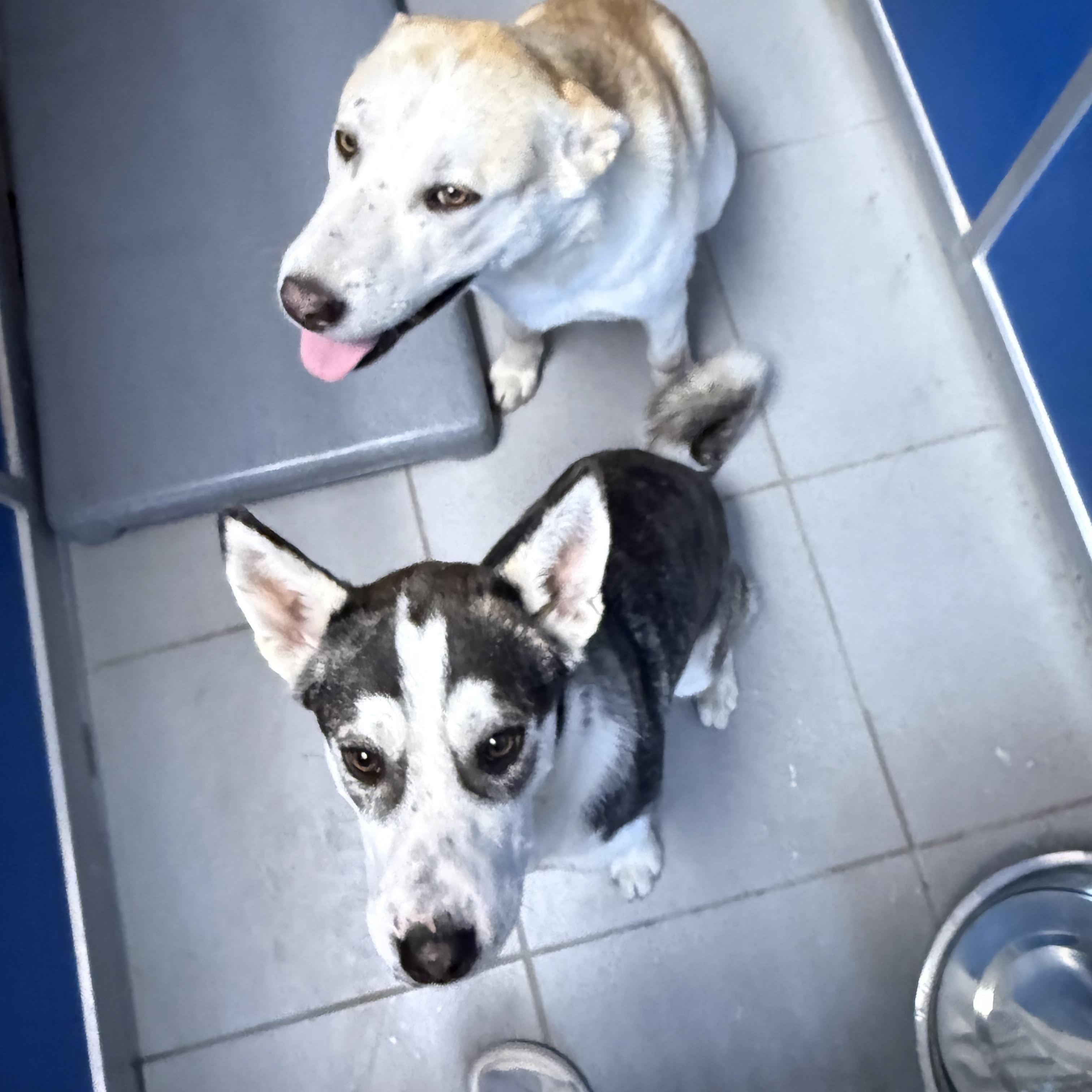 Enlarge STRAY ADULT LITTERMATES, a ADOPTABLE mixed breed in Hays, KS image 4/6