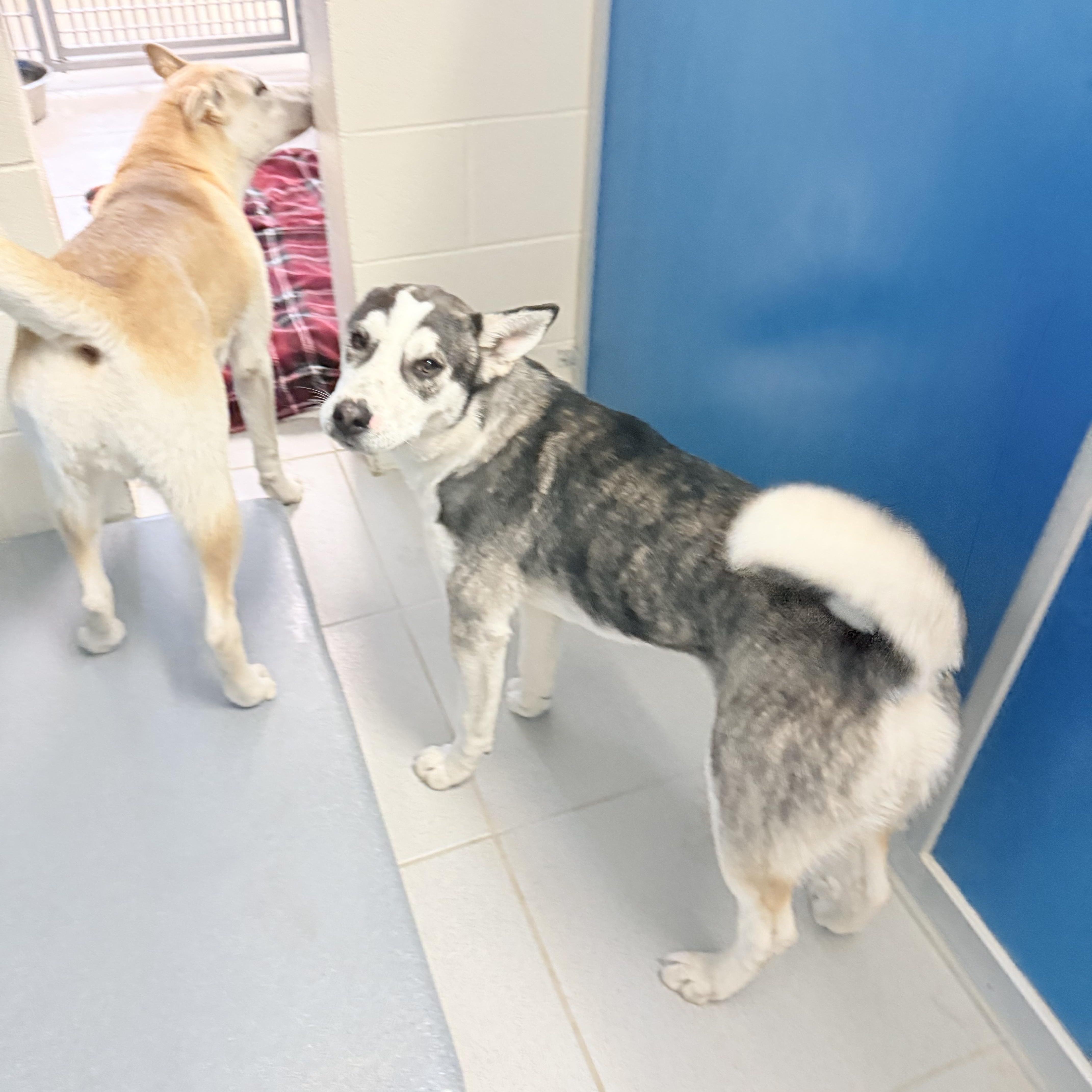 Enlarge STRAY ADULT LITTERMATES, a ADOPTABLE mixed breed in Hays, KS image 2/6