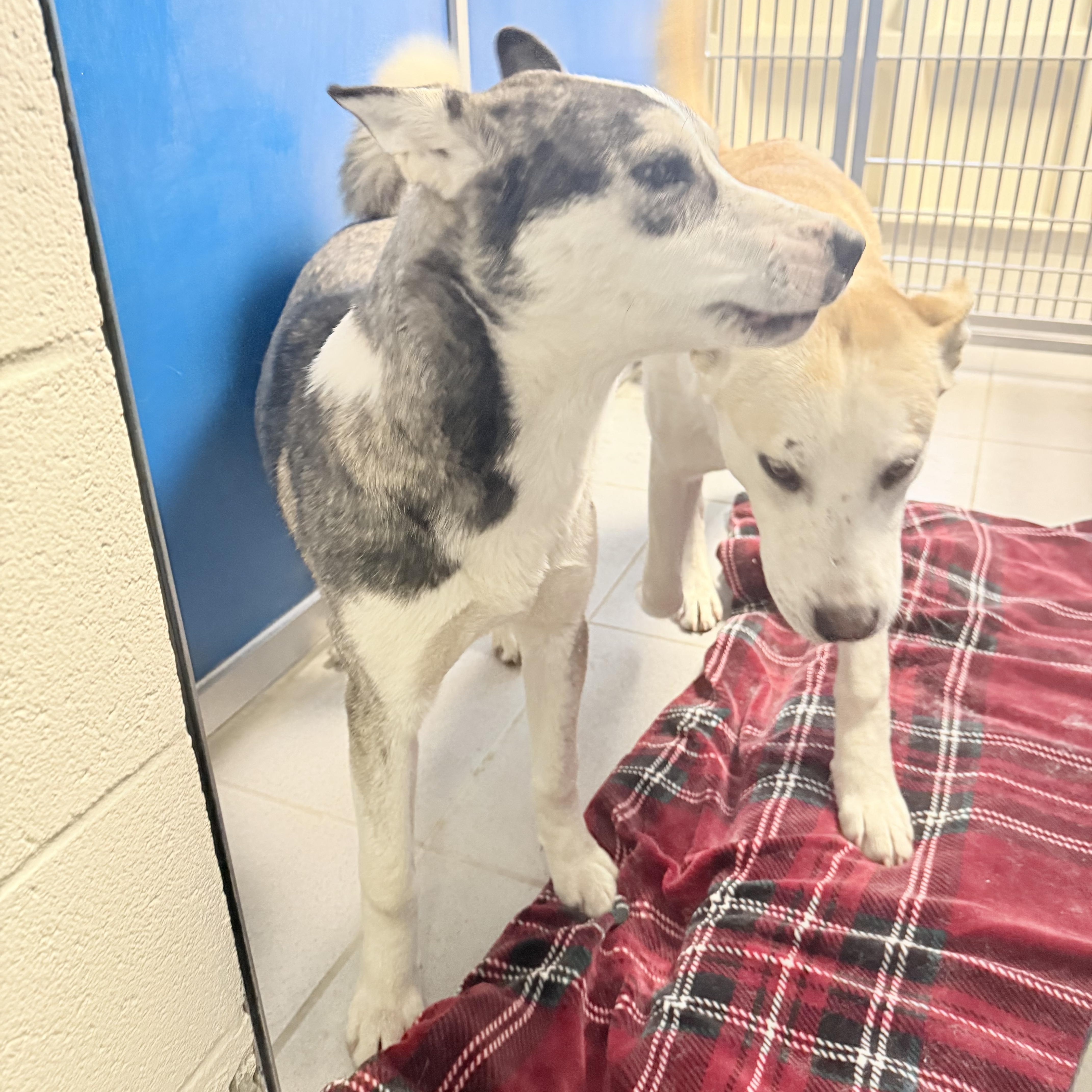 Enlarge STRAY ADULT LITTERMATES, a ADOPTABLE mixed breed in Hays, KS image 3/6