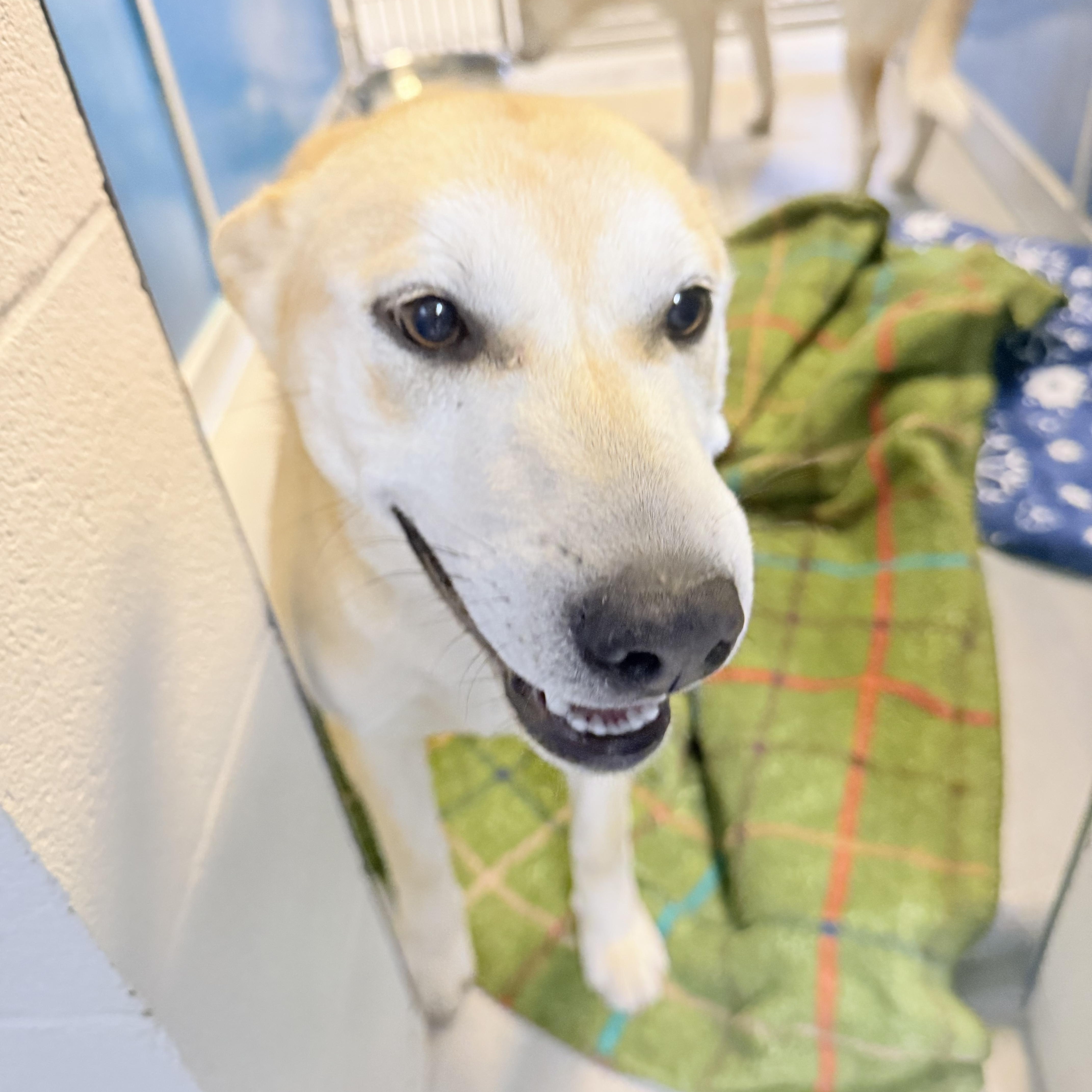 Enlarge STRAY ADULT LITTERMATES, a ADOPTABLE mixed breed in Hays, KS image 5/6