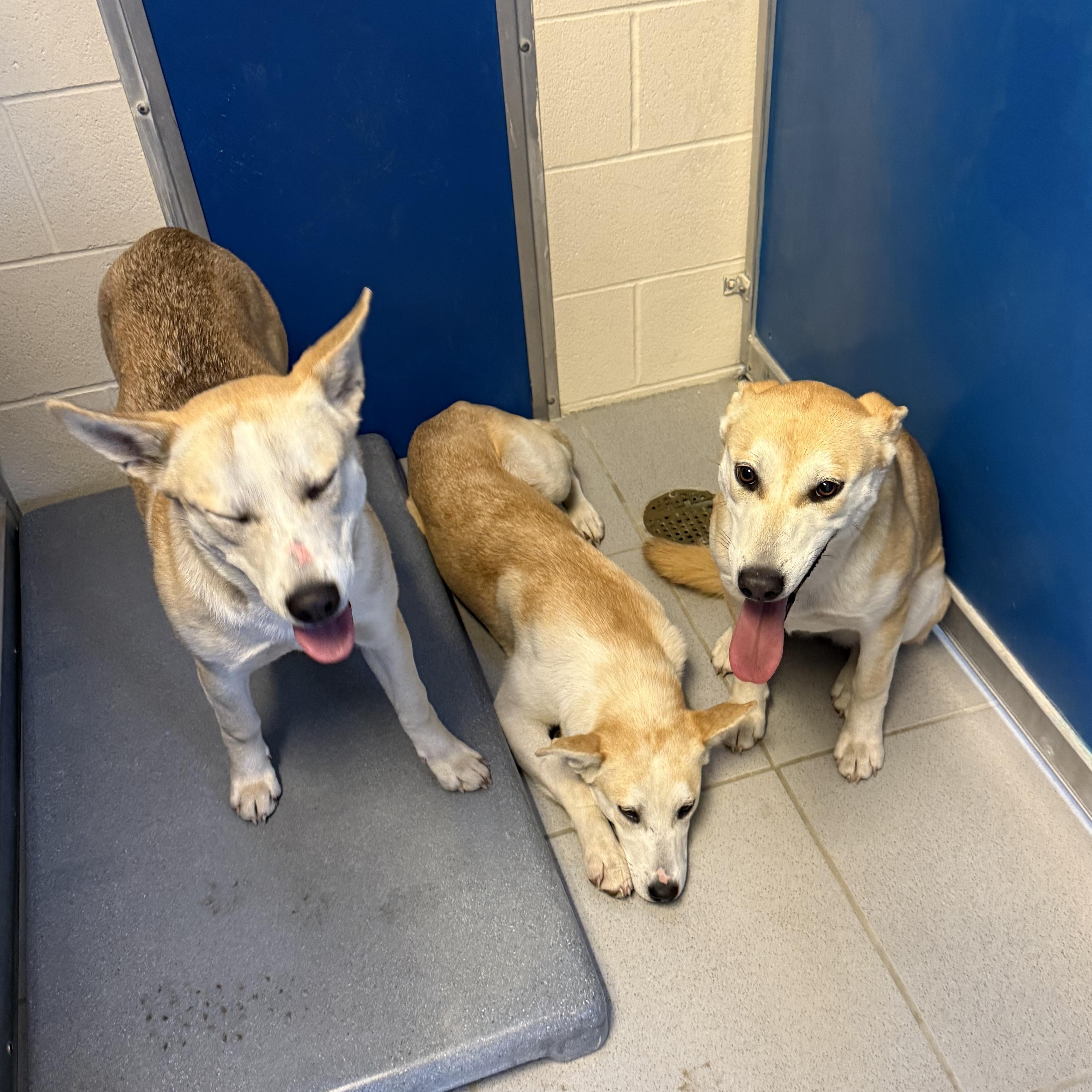 STRAY ADULT LITTERMATES, ADOPTABLE, Young Female Husky.
