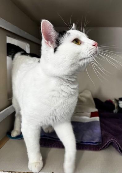 Enlarge West, a ADOPTABLE Domestic Short Hair in Hutchinson, MN image 2/5