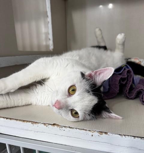 Enlarge West, a ADOPTABLE Domestic Short Hair in Hutchinson, MN image 3/5