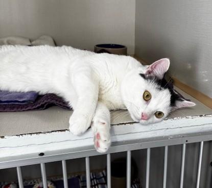 Enlarge West, a ADOPTABLE Domestic Short Hair in Hutchinson, MN image 4/5