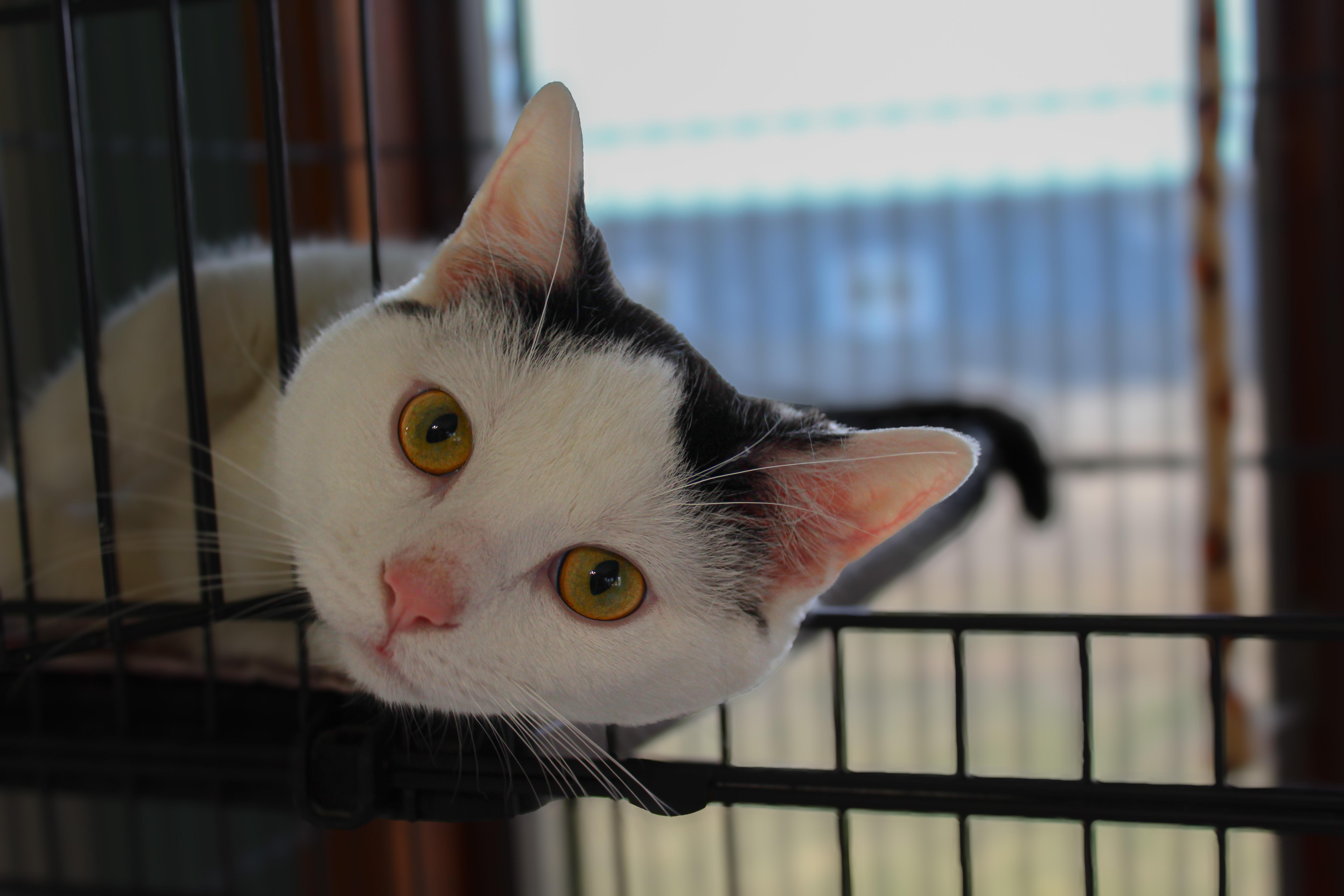 Enlarge West, a ADOPTABLE Domestic Short Hair in Hutchinson, MN image 1/5