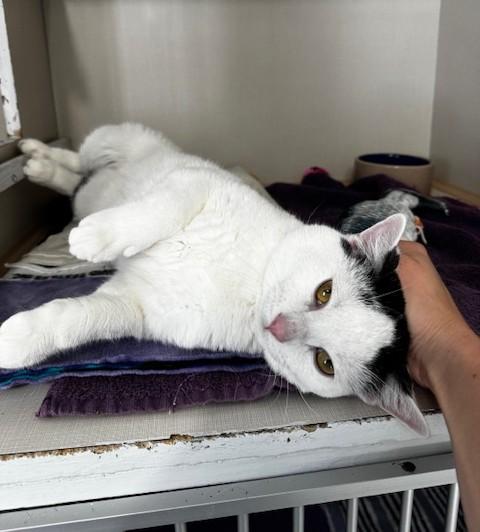 Enlarge West, a ADOPTABLE Domestic Short Hair in Hutchinson, MN image 5/5