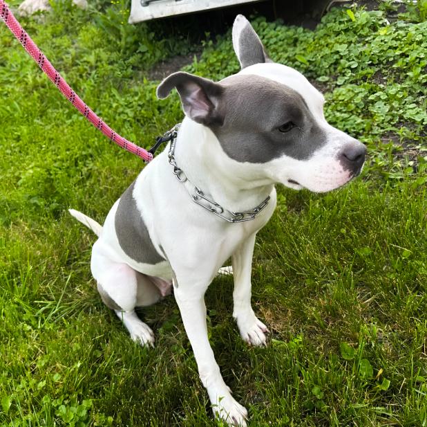 Enlarge Pom Pom, a ADOPTABLE Pit Bull Terrier in Naperville, IL image 2/6