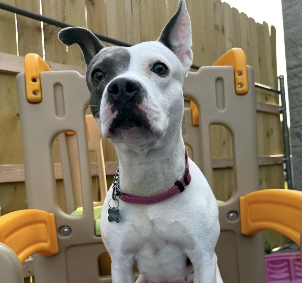 Enlarge Pom Pom, a ADOPTABLE Pit Bull Terrier in Naperville, IL image 6/6