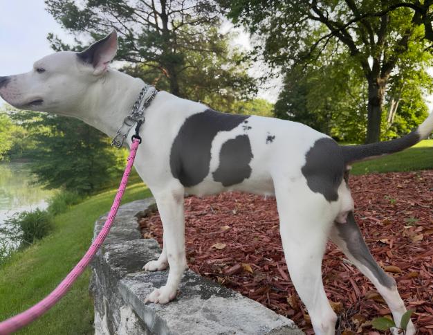 Enlarge Pom Pom, a ADOPTABLE Pit Bull Terrier in Naperville, IL image 5/6