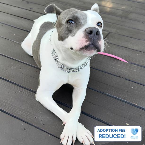 Pom Pom, ADOPTABLE, Young Female Pit Bull Terrier.